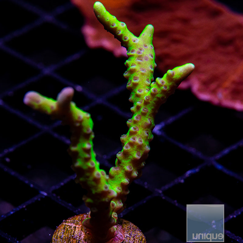Anacropora