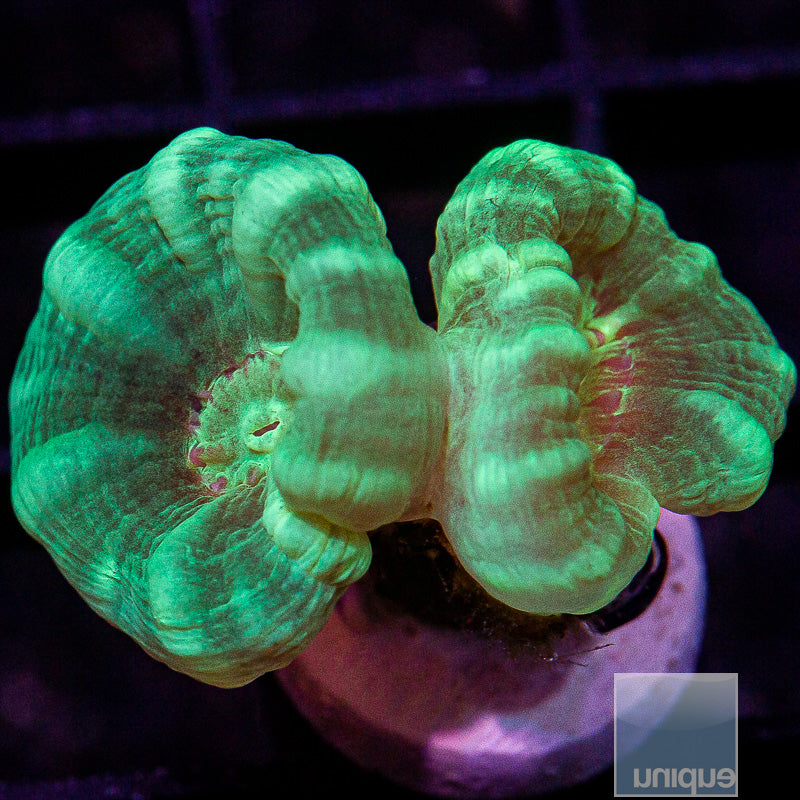 Caulastraea echinulata