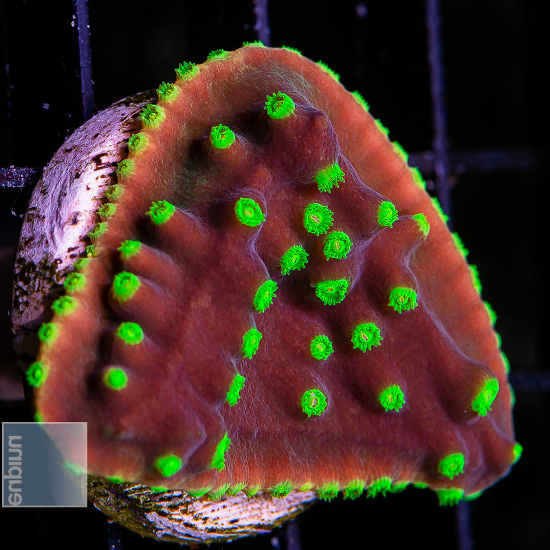 UC Constellation Turbinaria-WYSIWYG