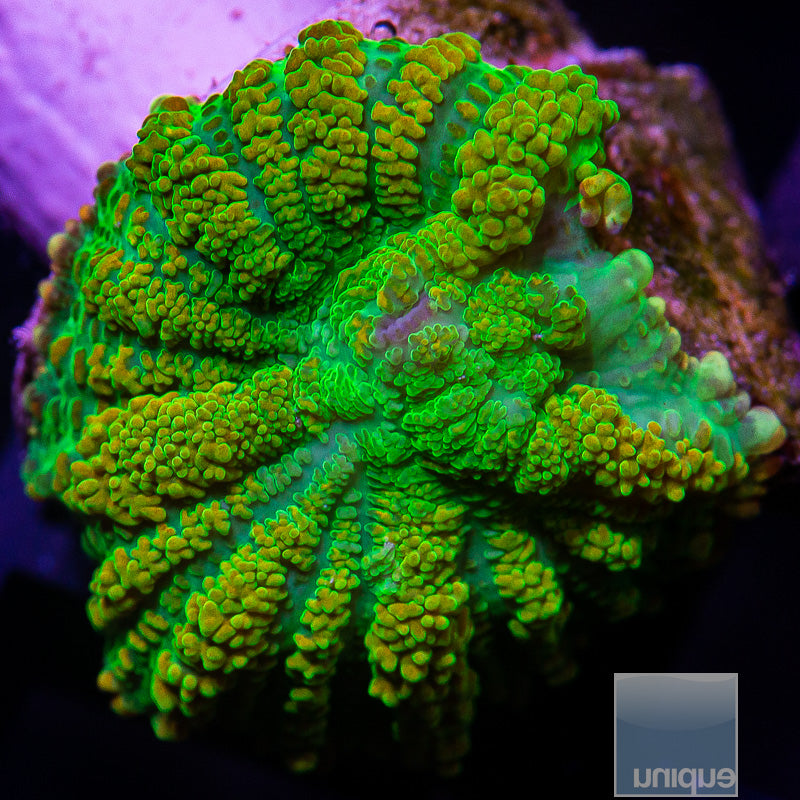 Rhodactis osculifera