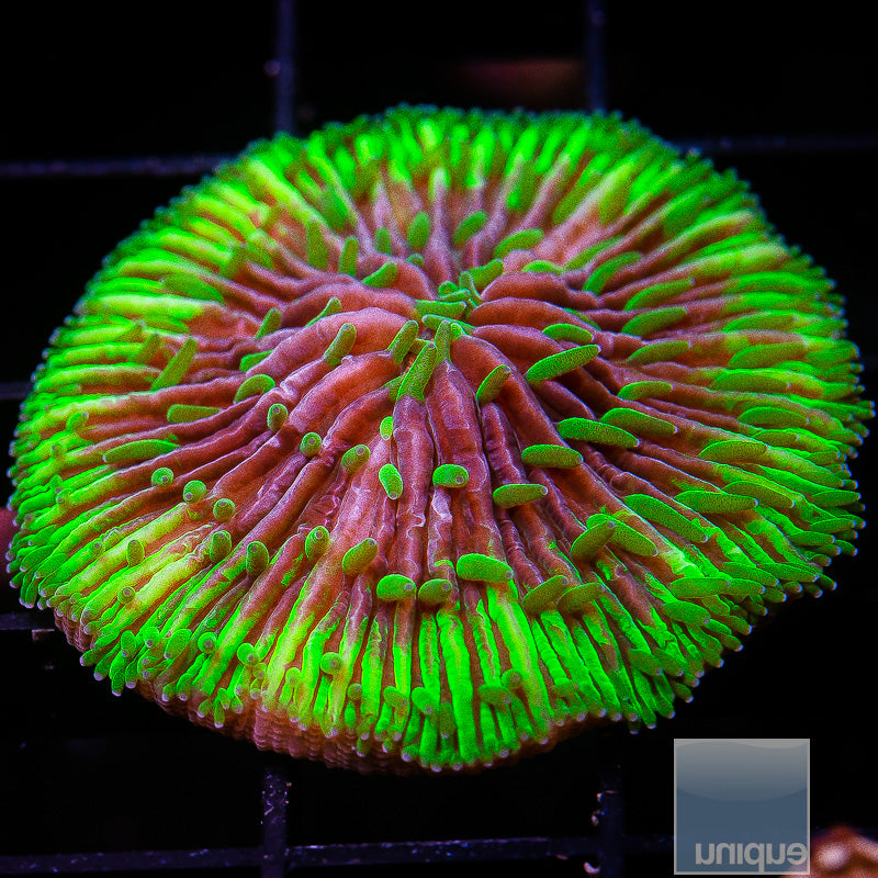 UFO Fungia Plate-WYSIWYG