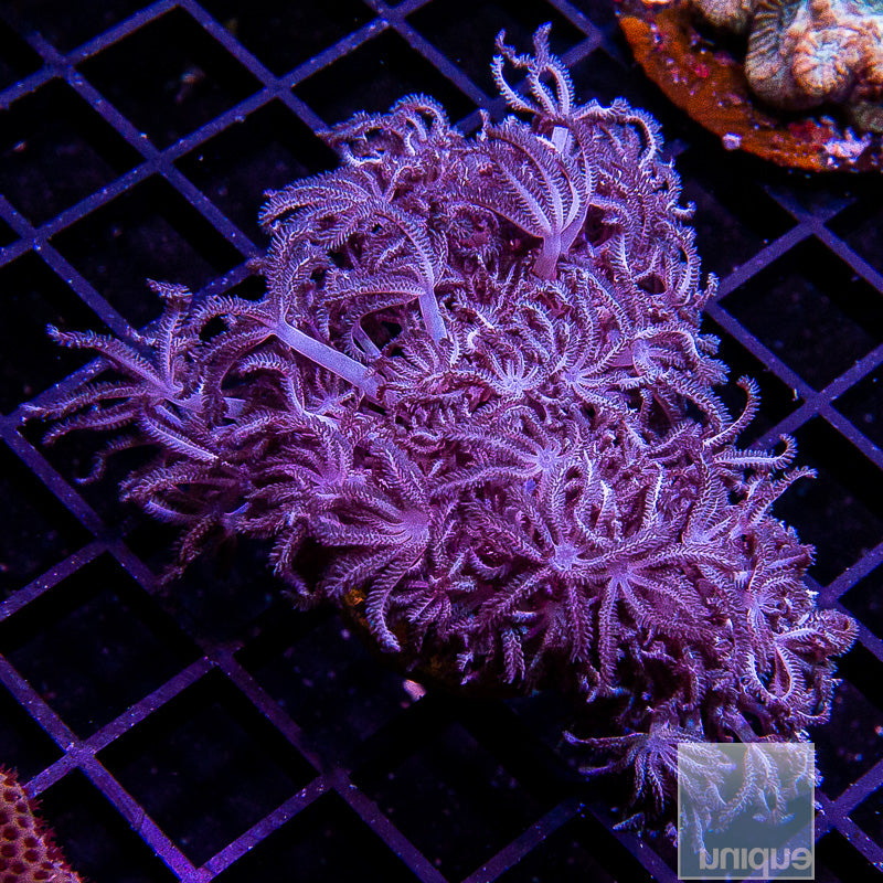 Xenia umbellata