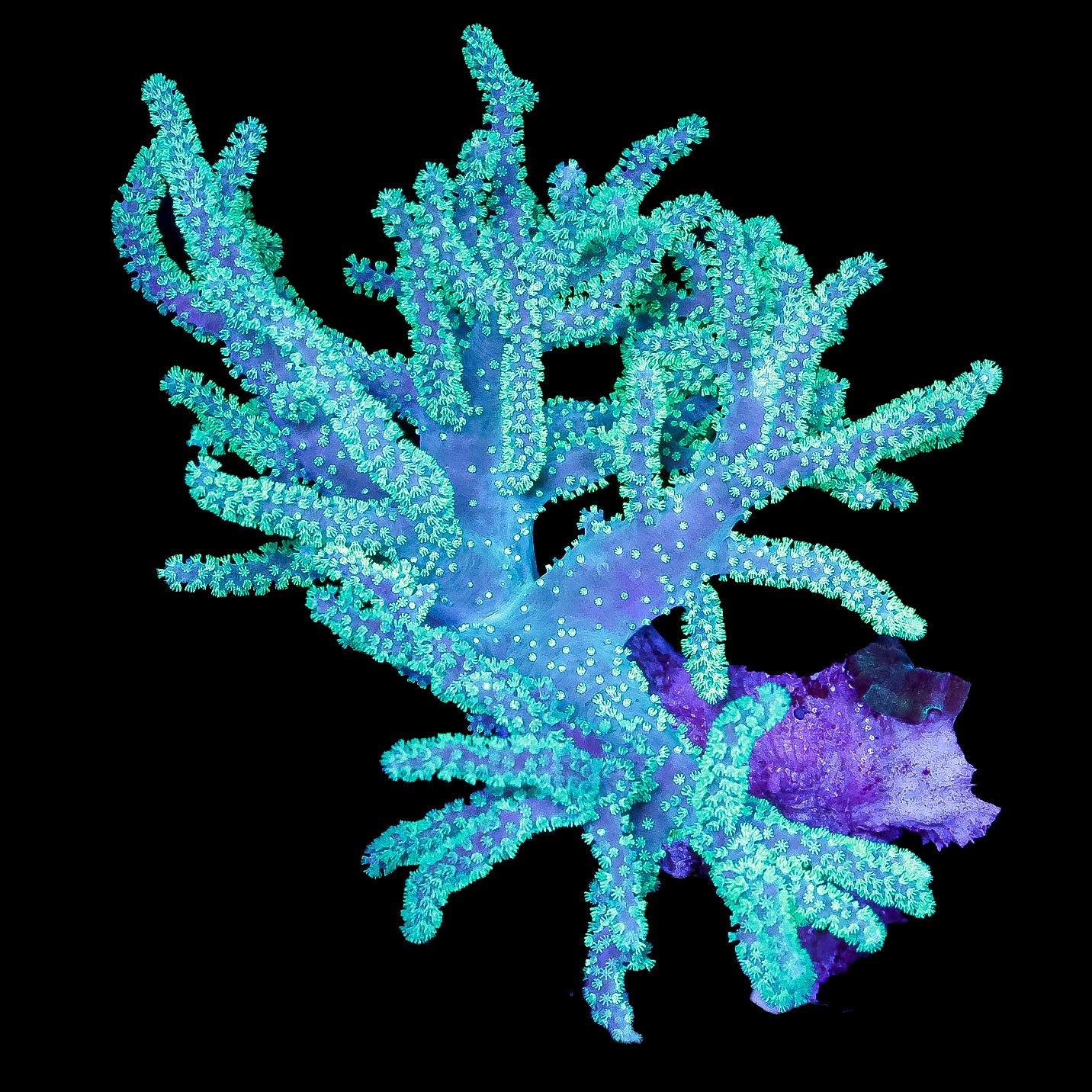 Sinularia brassica