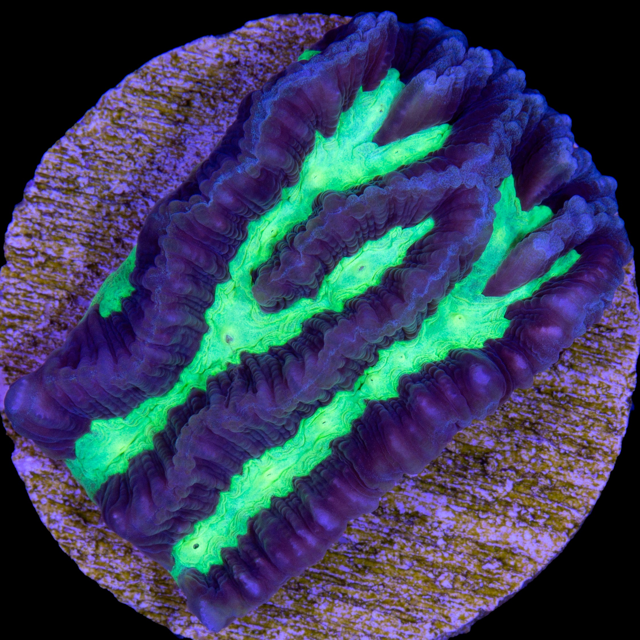 Goniastrea edwardsi