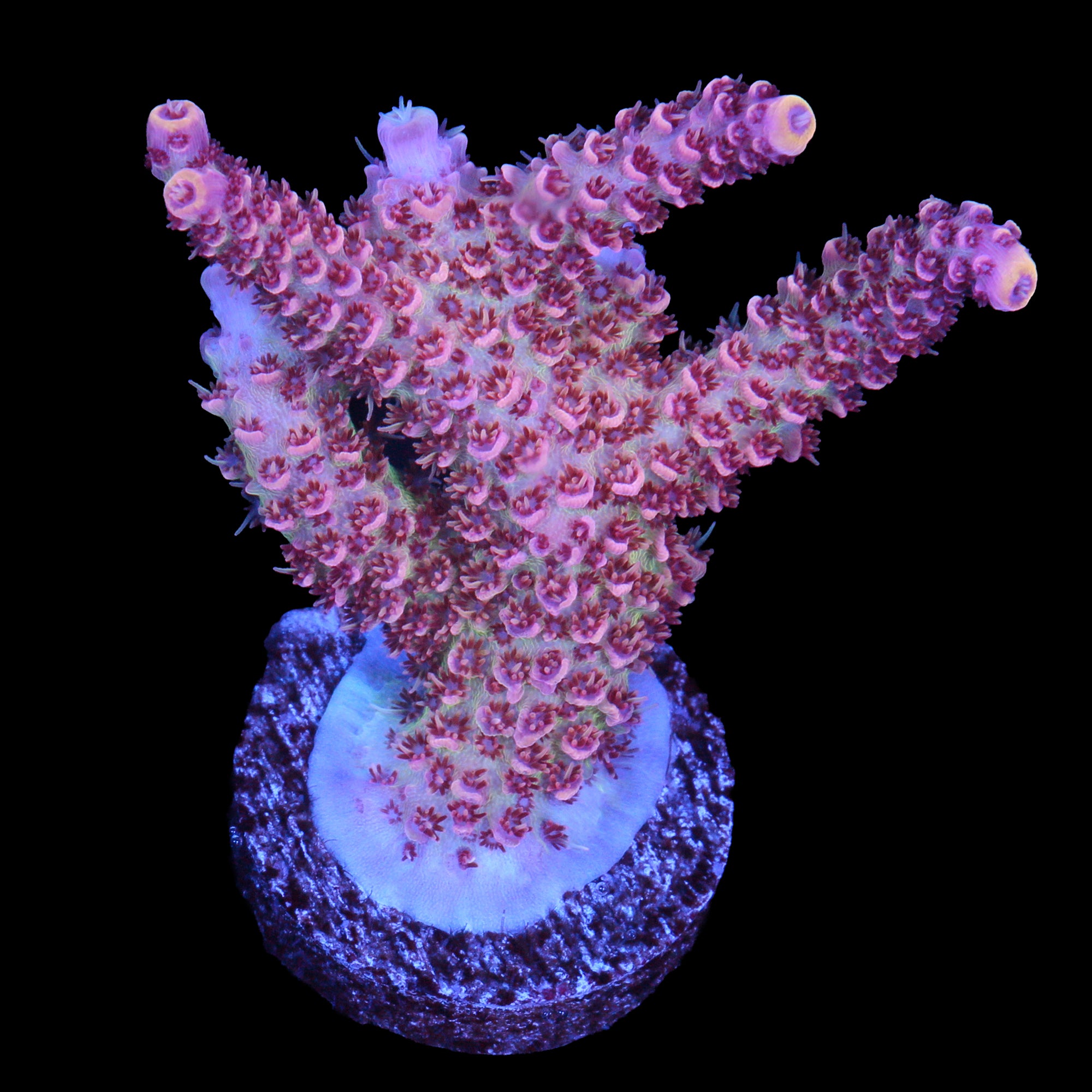 Atomic Fusion Tabling Acropora Coral