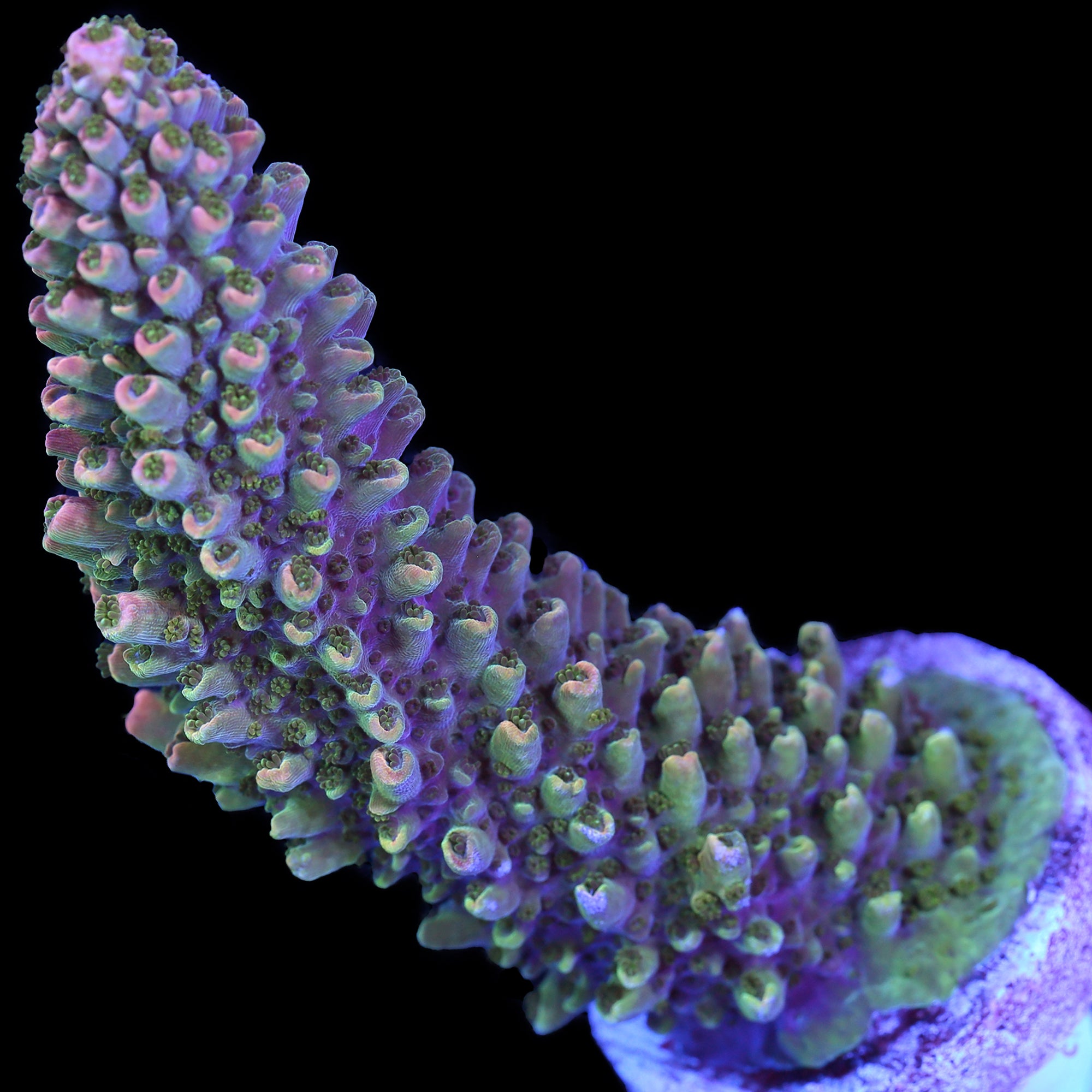 XL Aussie Pink Tip Staghorn Acropora Coral