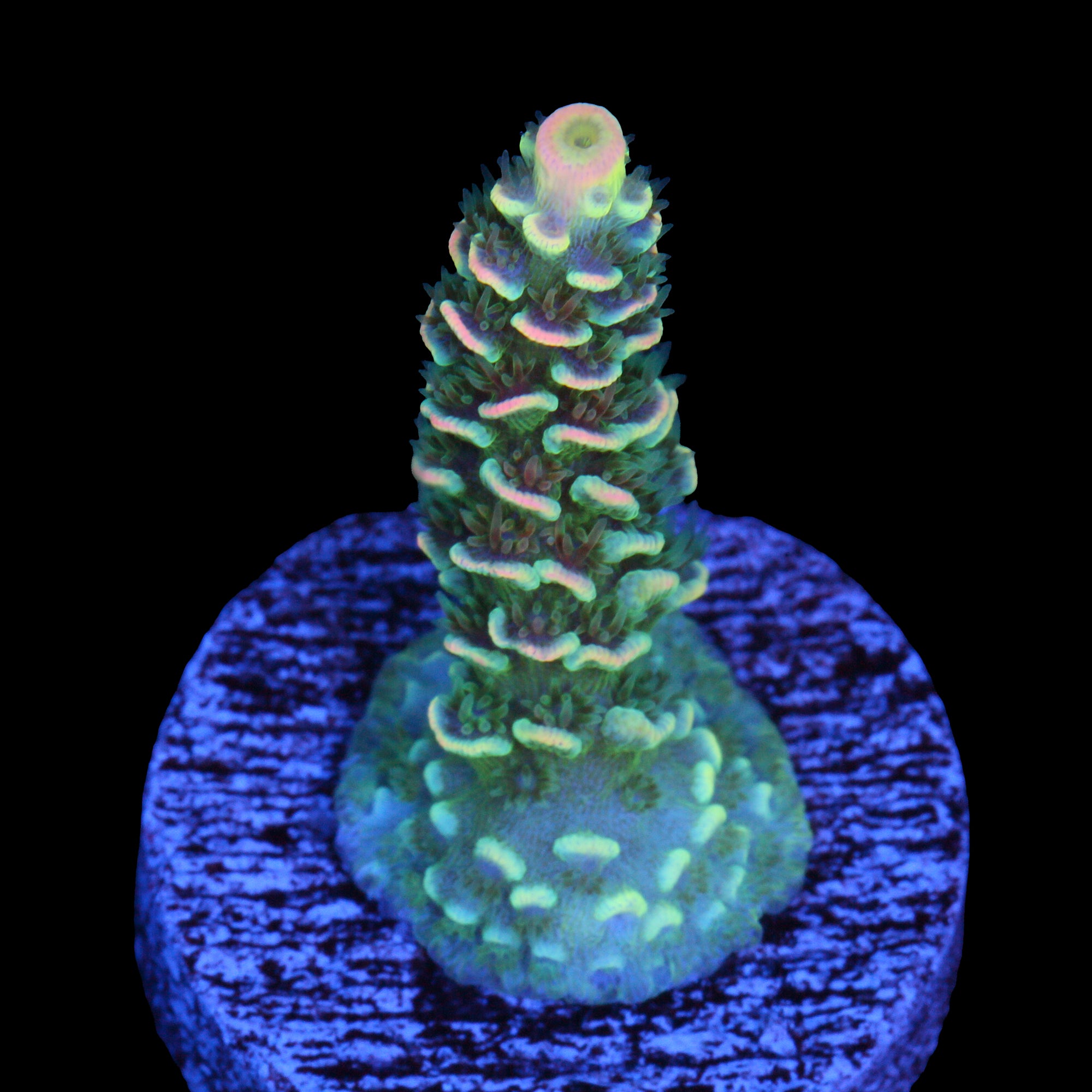 BK Chem Fruit Loops Acropora Coral
