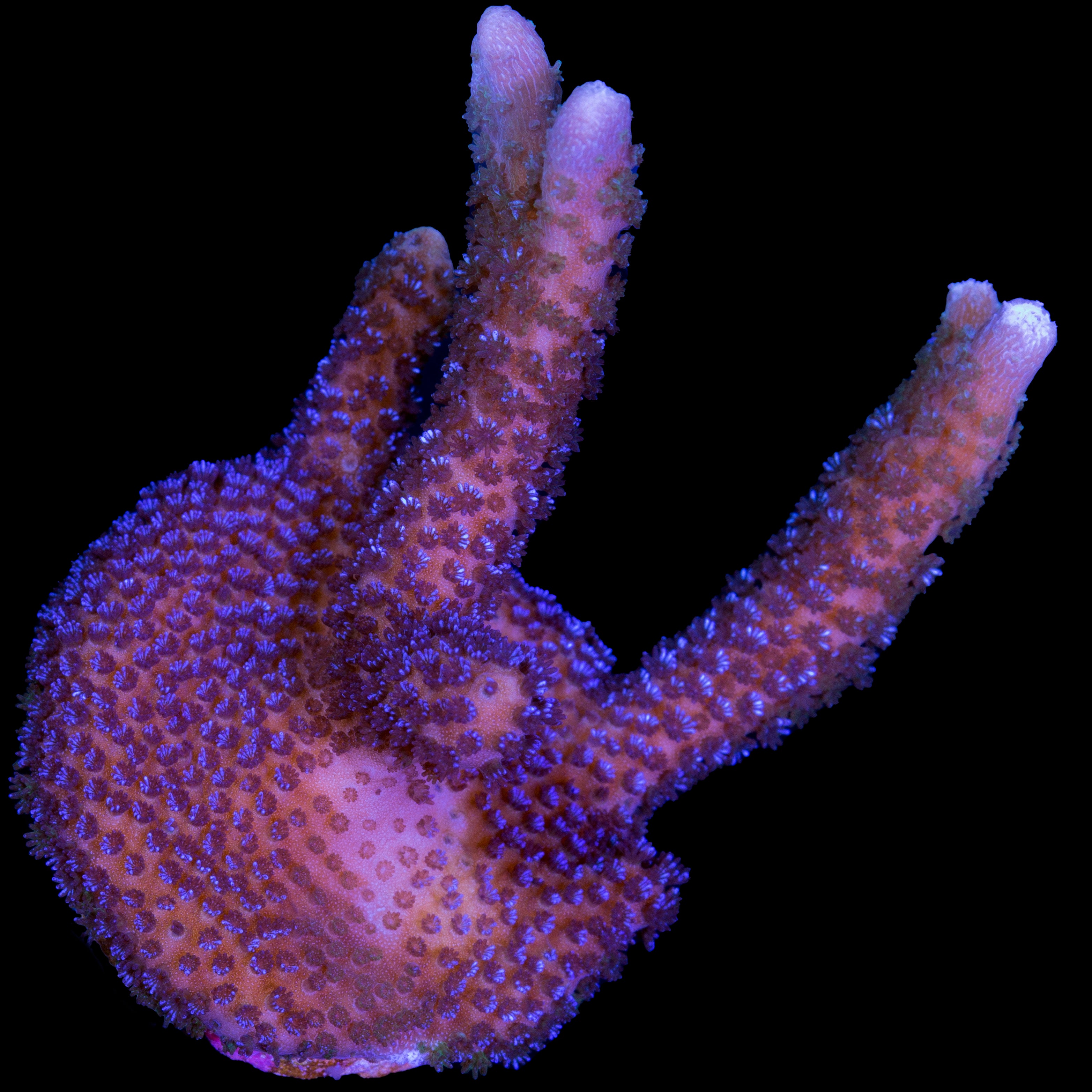 Montipora digitata