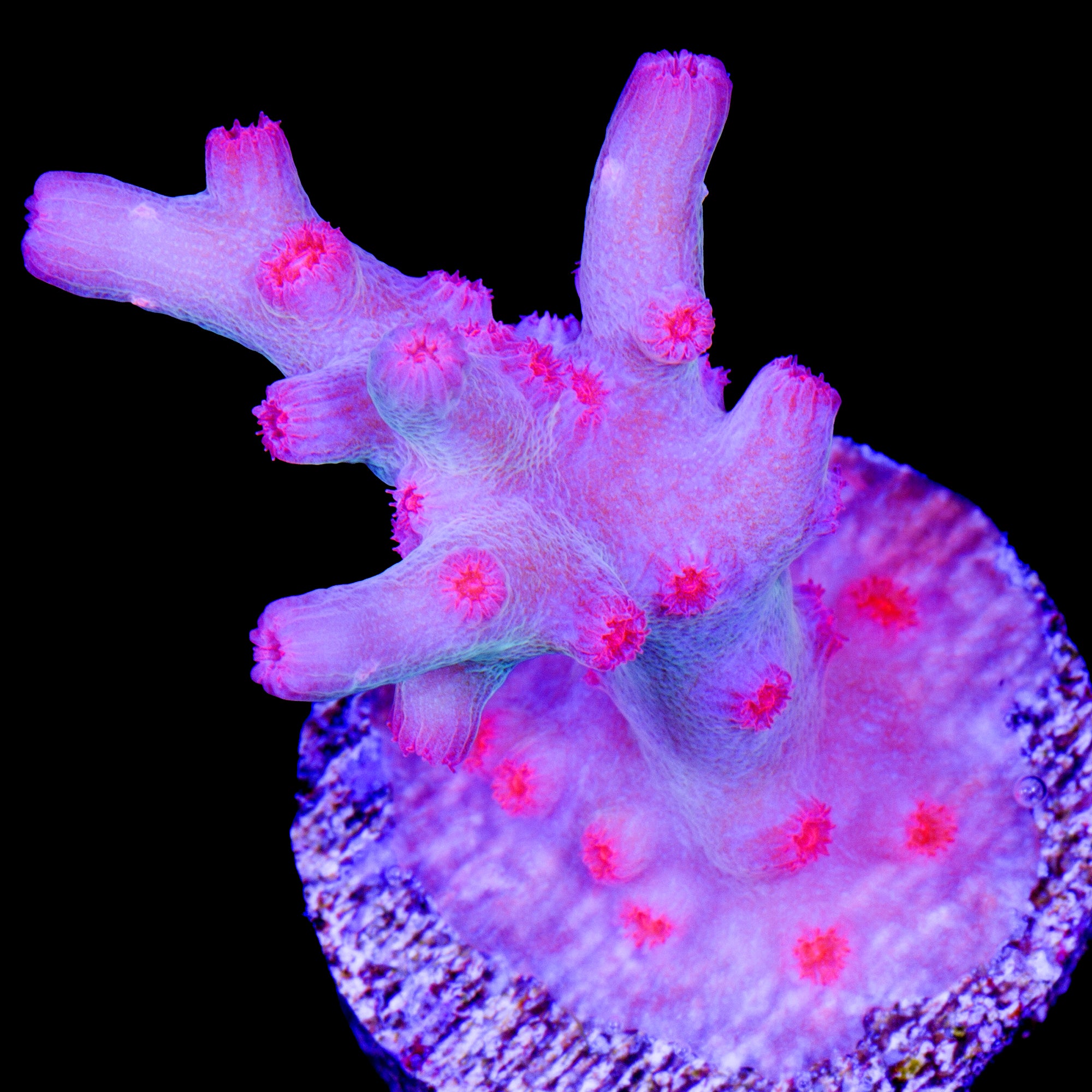 Branching Cyphastrea Decadia Coral
