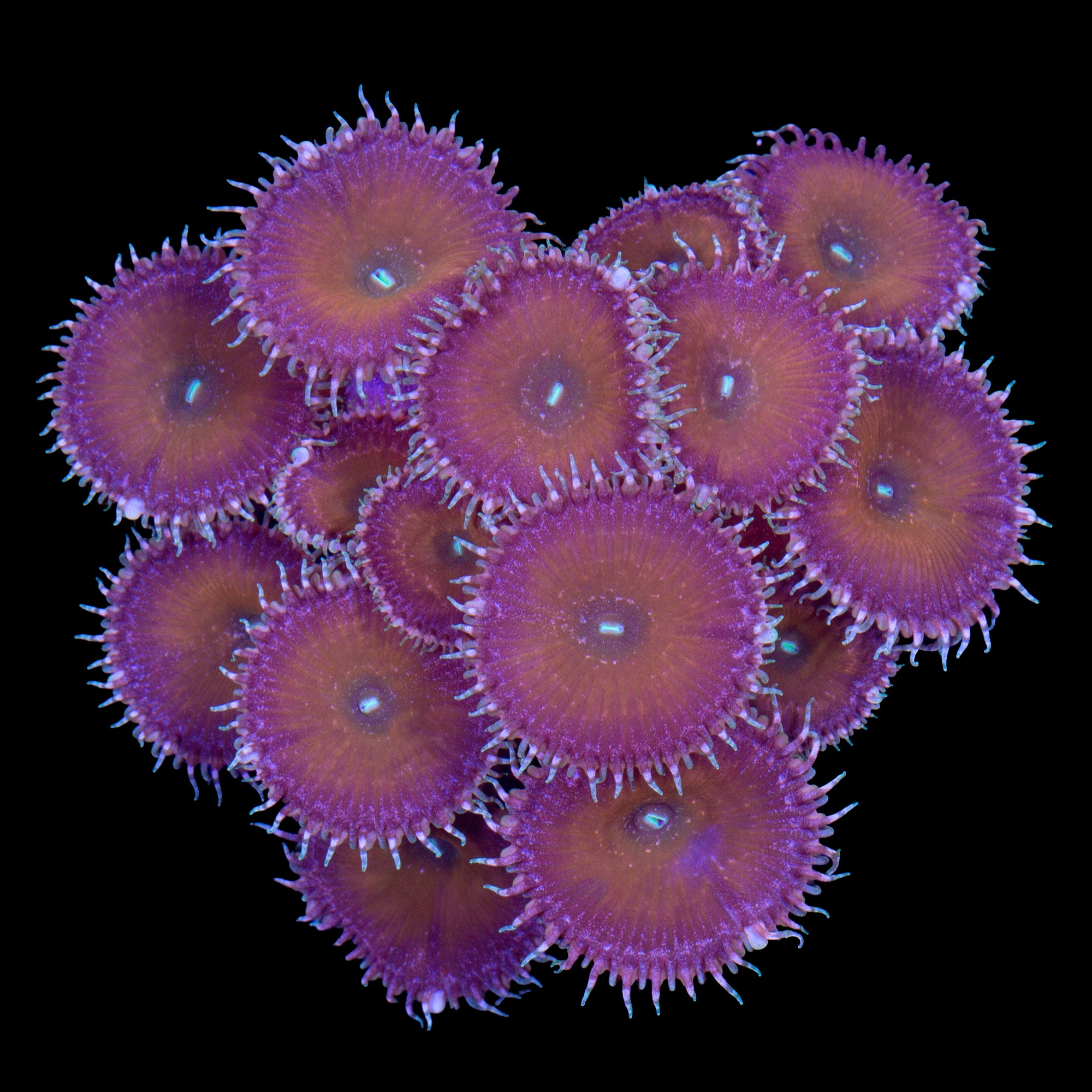 Cinnamon Palythoa Coral