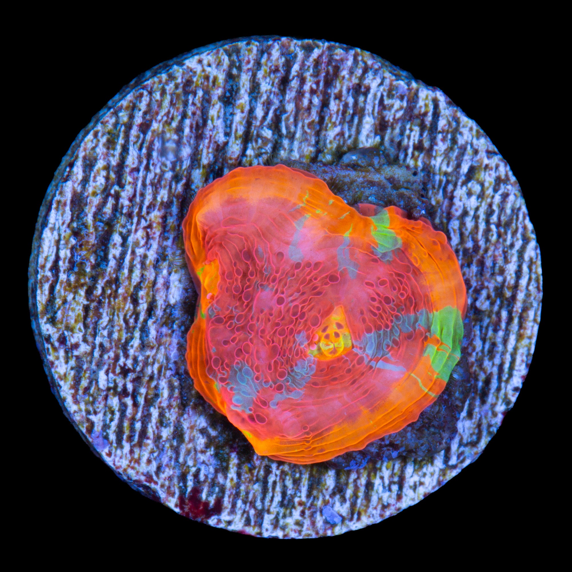 Crazy Rainbow Echinophyllia Coral