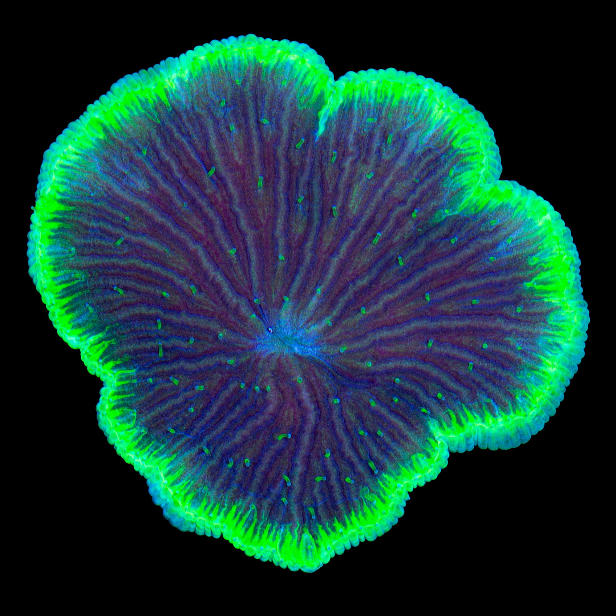 Diaseris Plate Coral