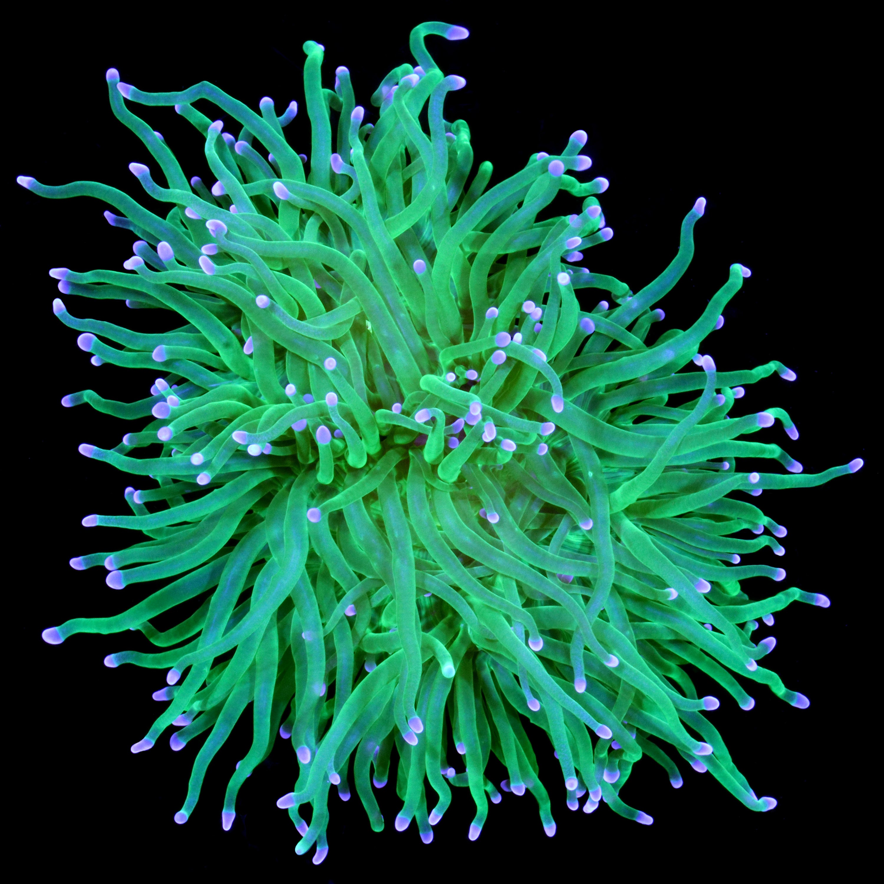 Euphyllia glabrescens