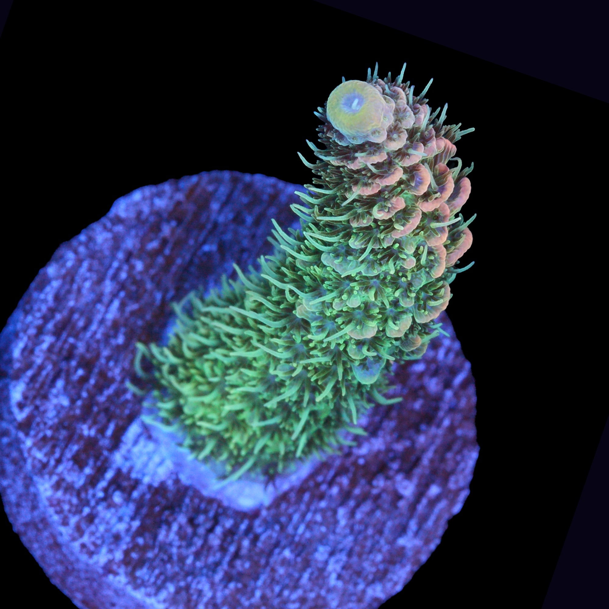Flame Tip Millepora Acropora Coral - 800 Grown