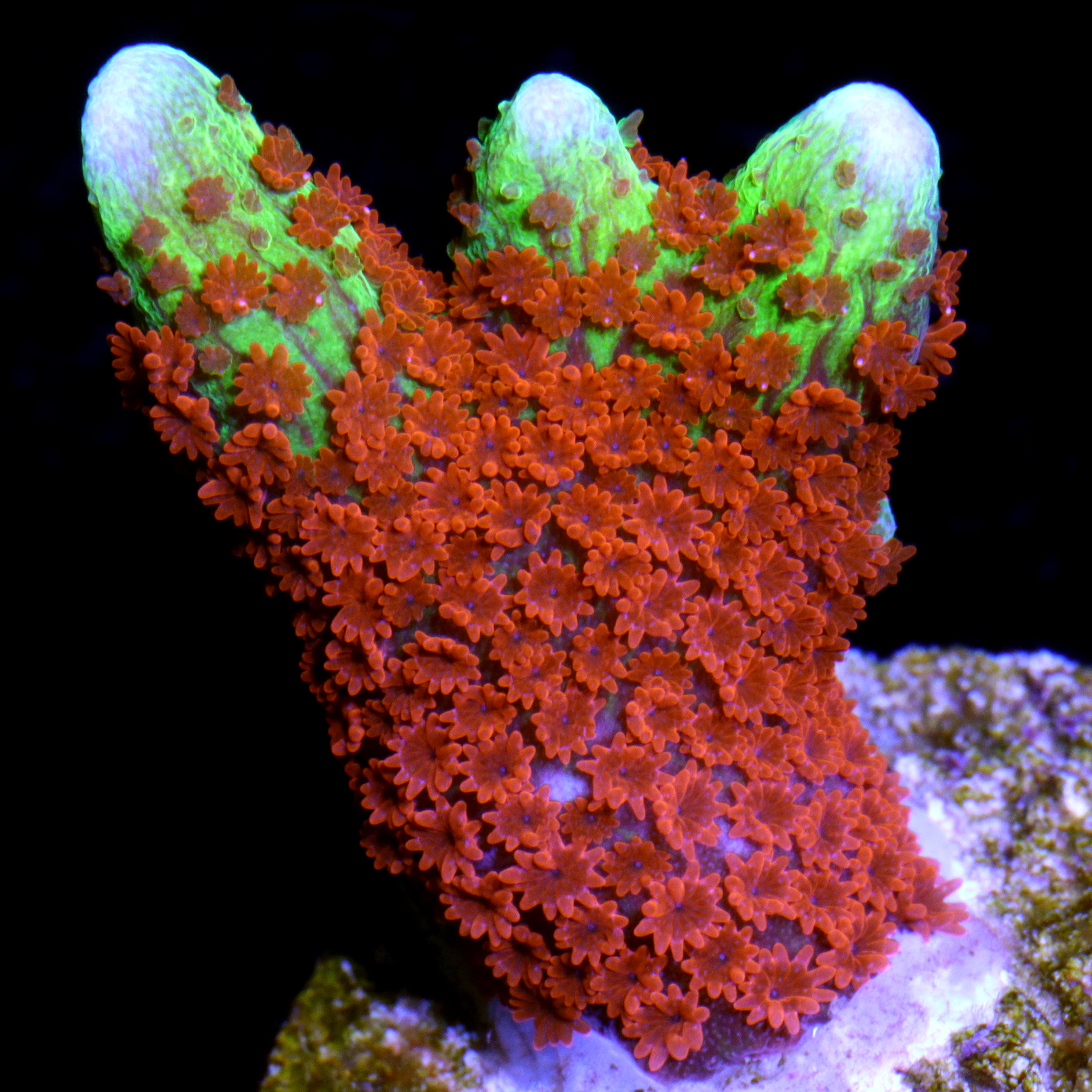 Montipora digitata