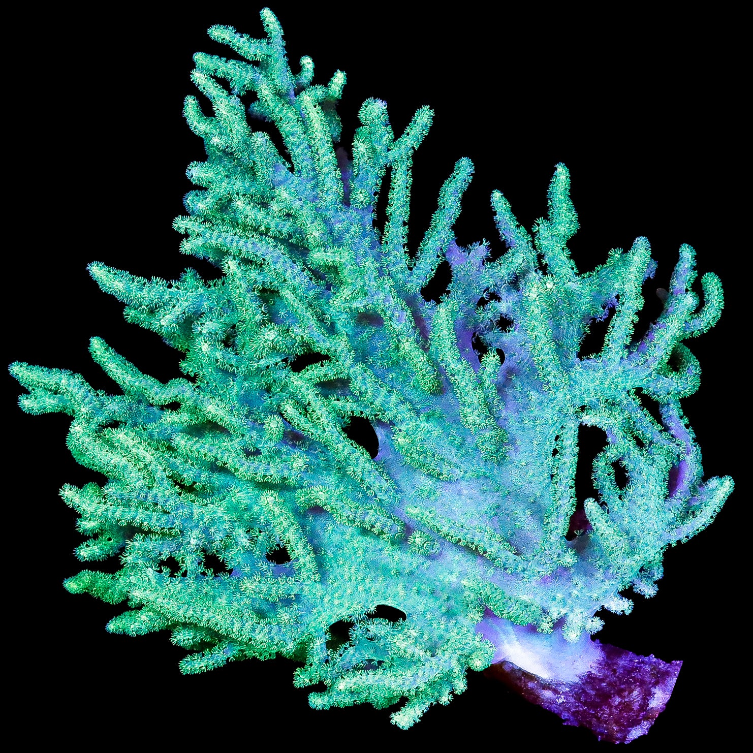 Sinularia brassica