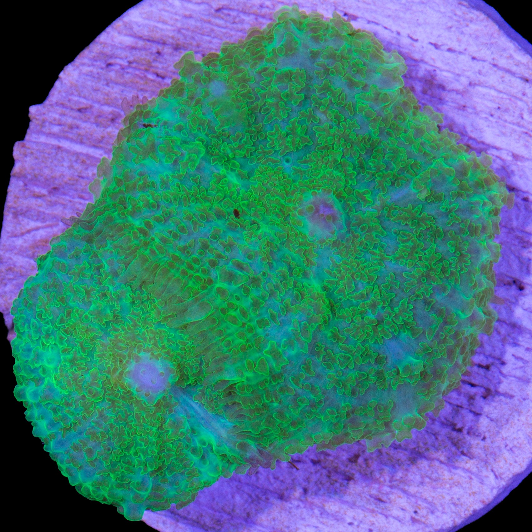Rhodactis inchoata