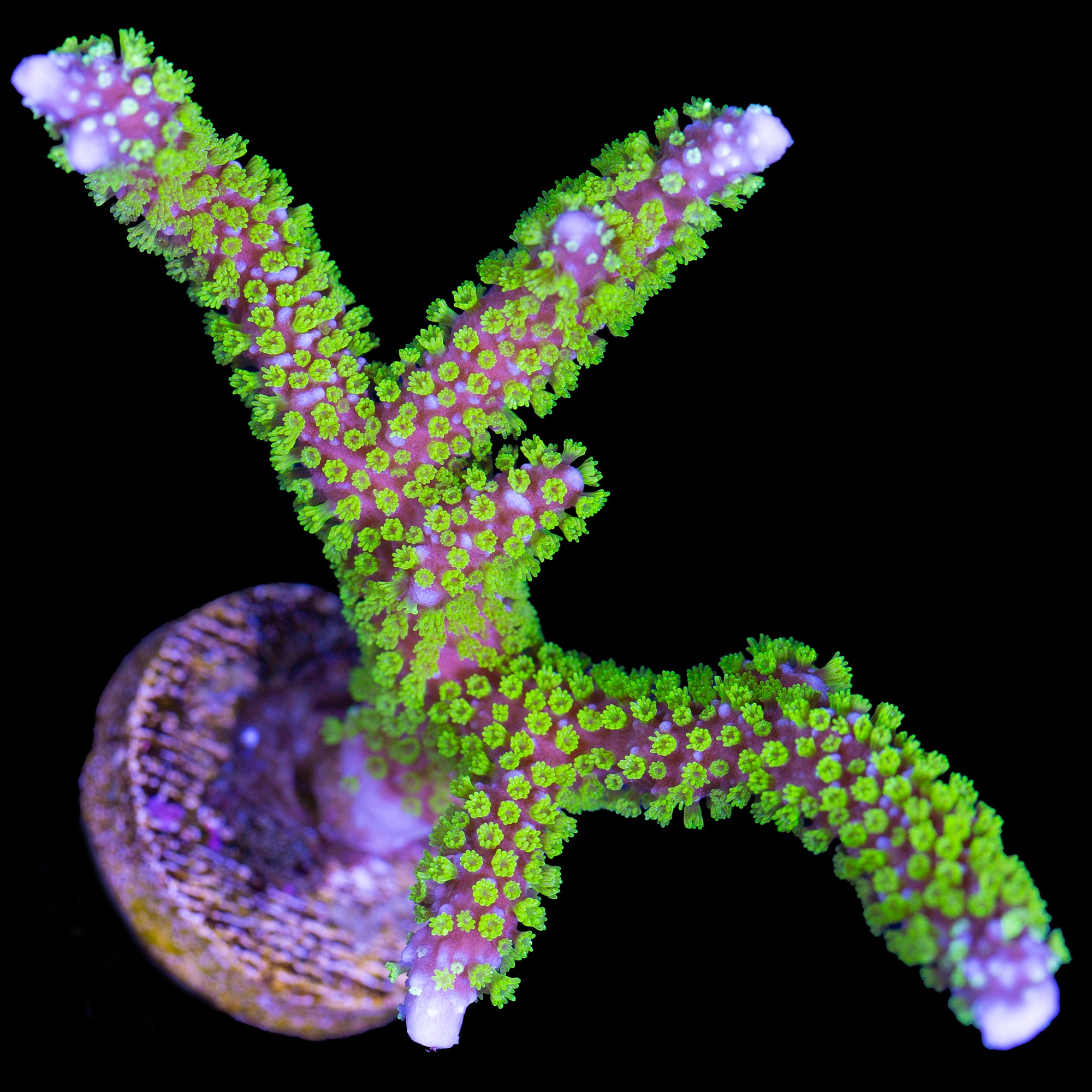 Montipora digitata