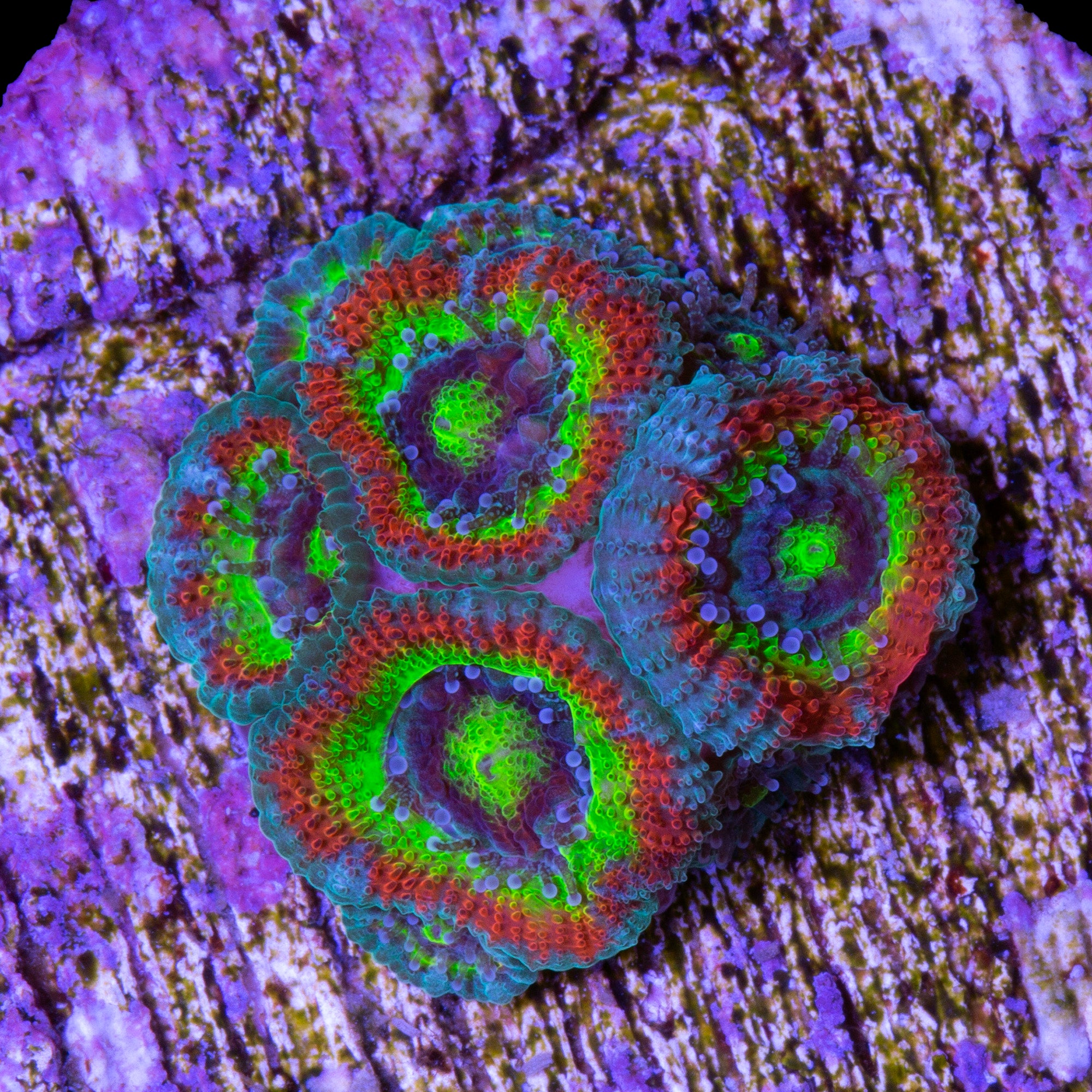 Micromussa