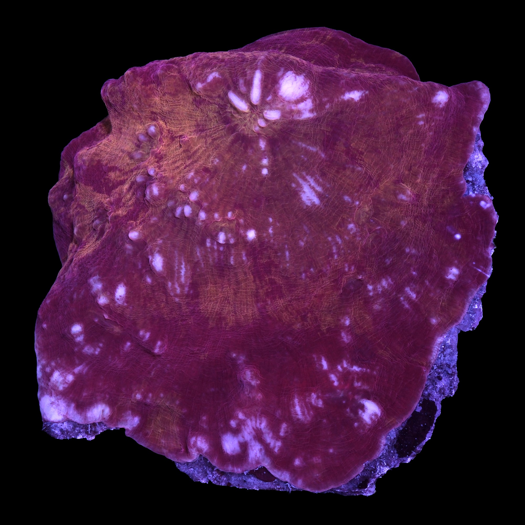 Hot Lava Echinophyllia Coral Colony
