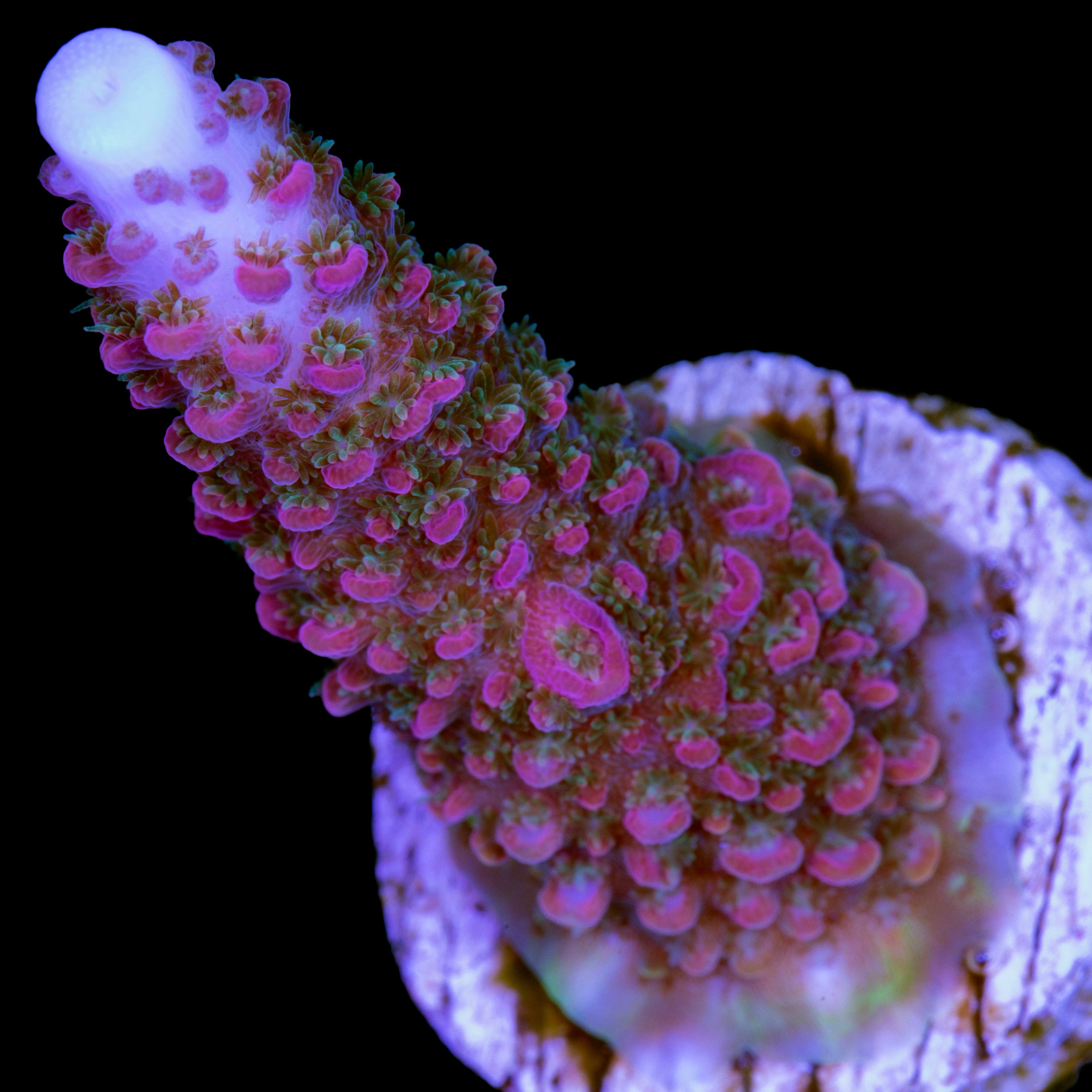 Hugo's Rainbow Staghorn Acropora Coral