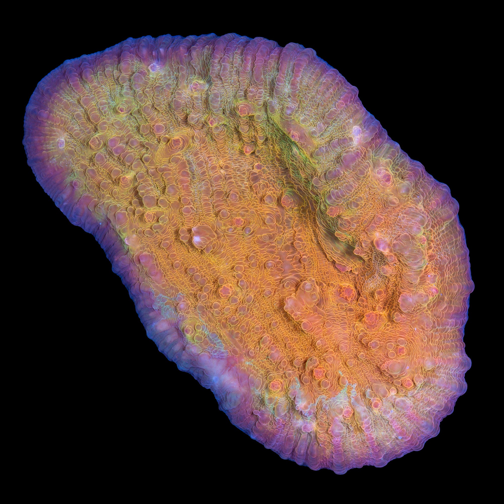 Inferno Echinophyllia Coral - Mini Colony