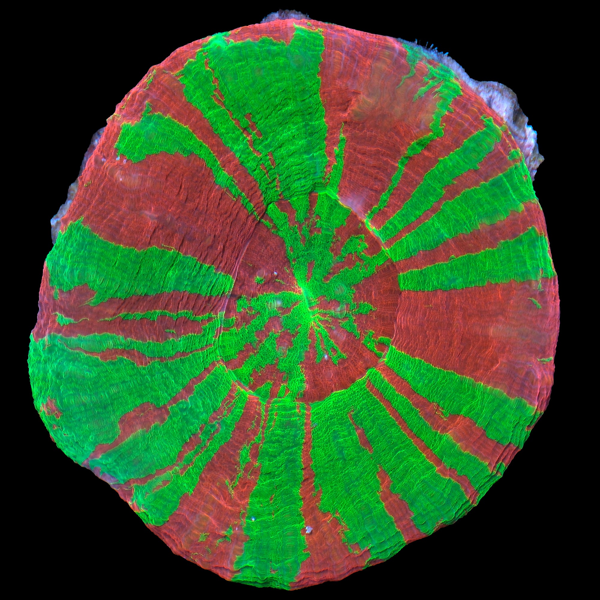 Master Class Bleeding Apple Scolymia Coral