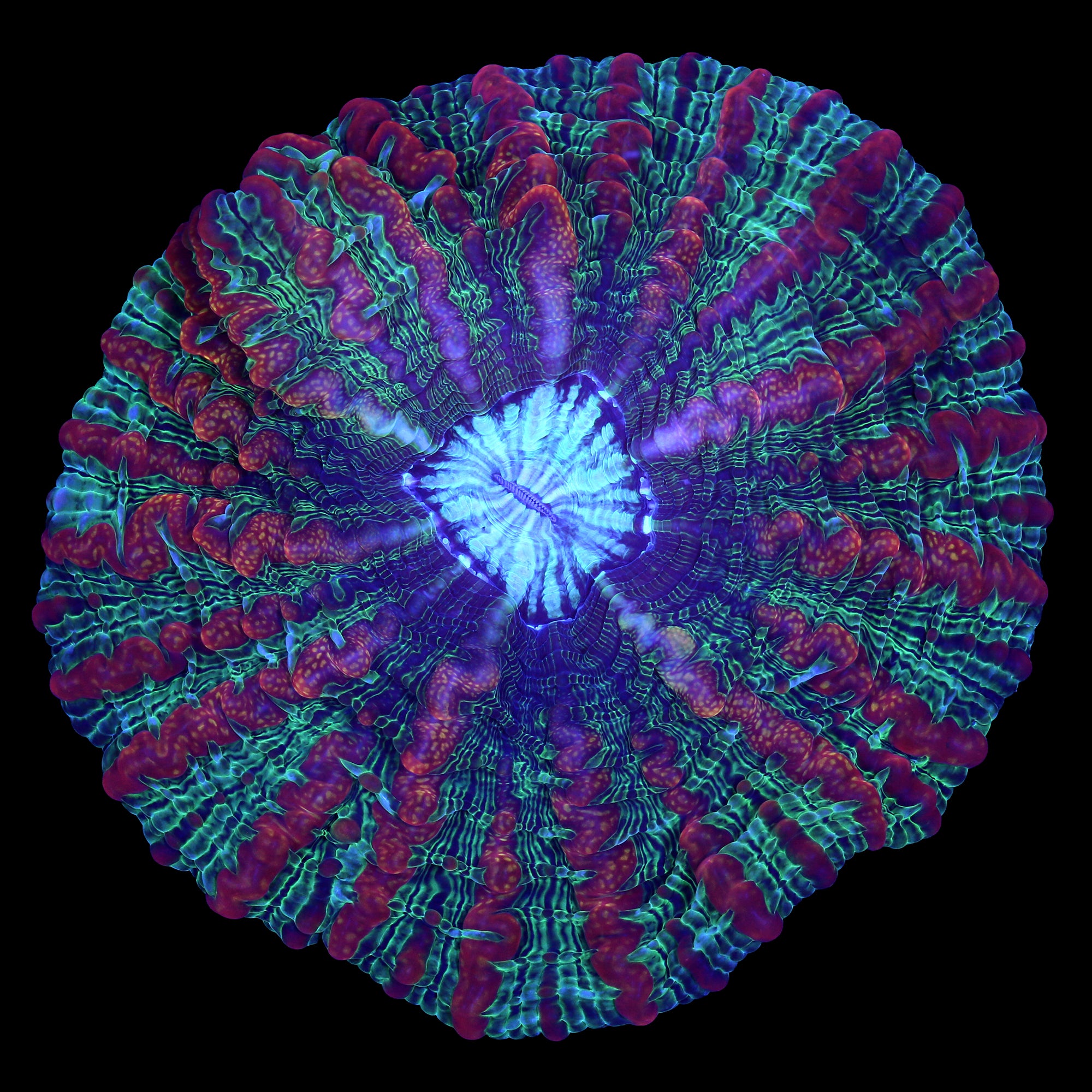 Masterclass Indophyllia Coral
