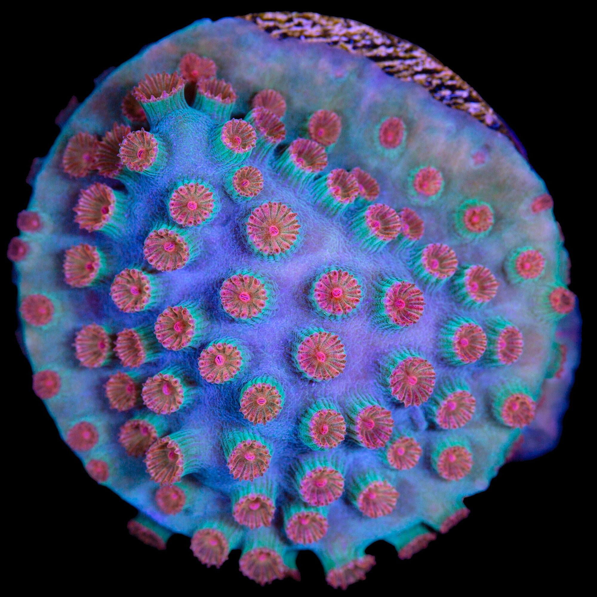 Cyphastrea sp.