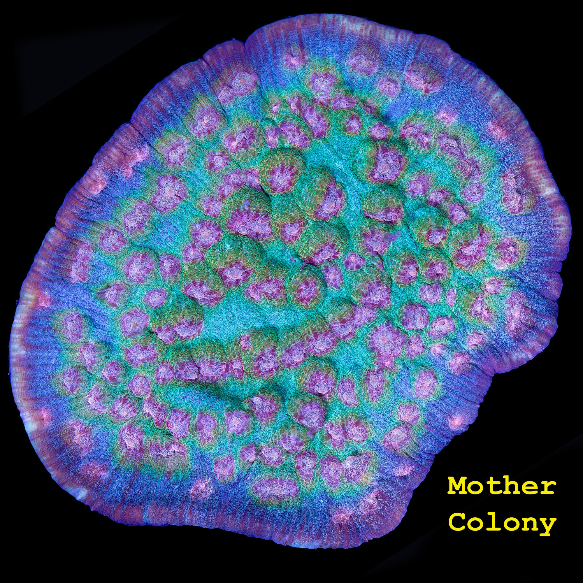 Mycedium elephantotus