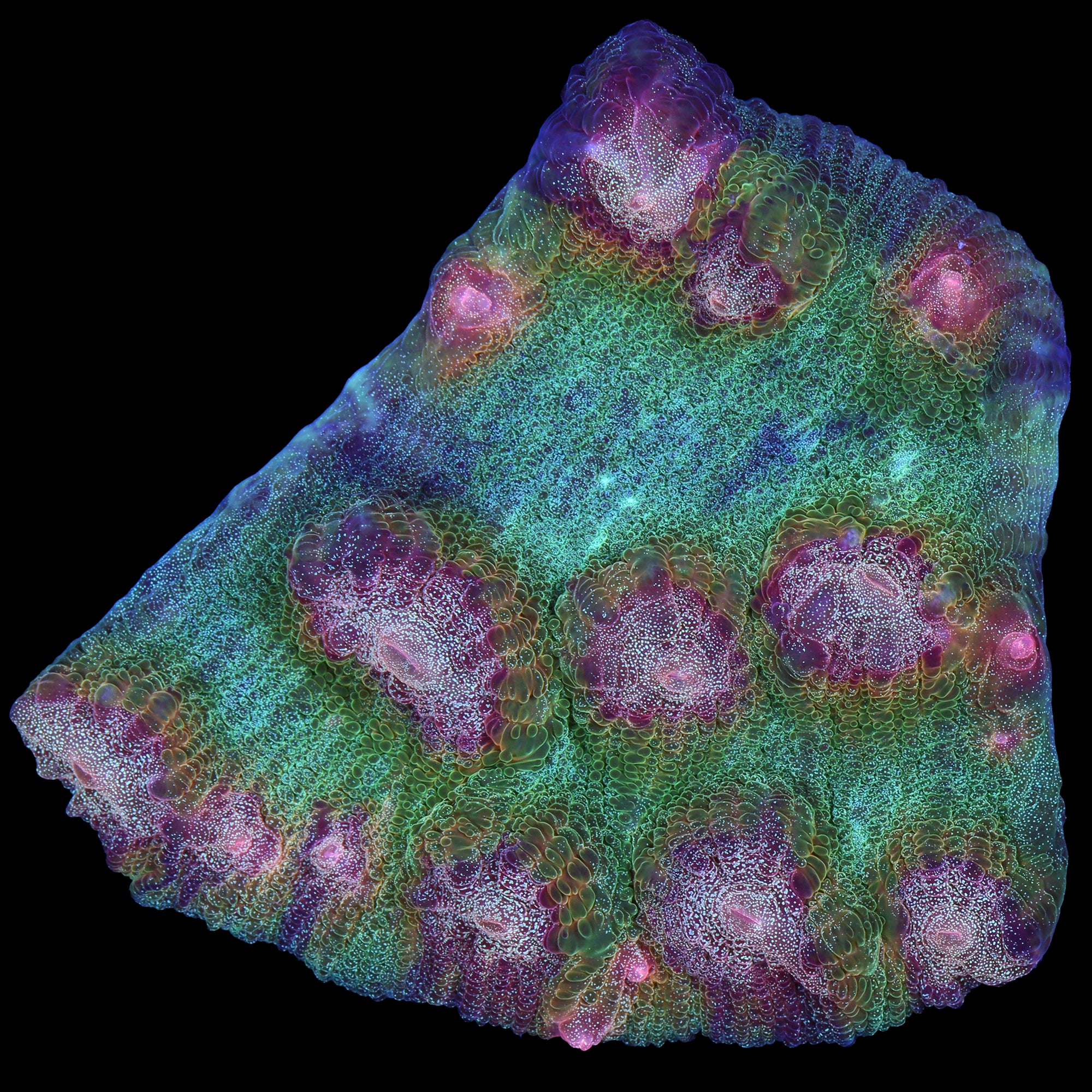 Mycedium elephantotus