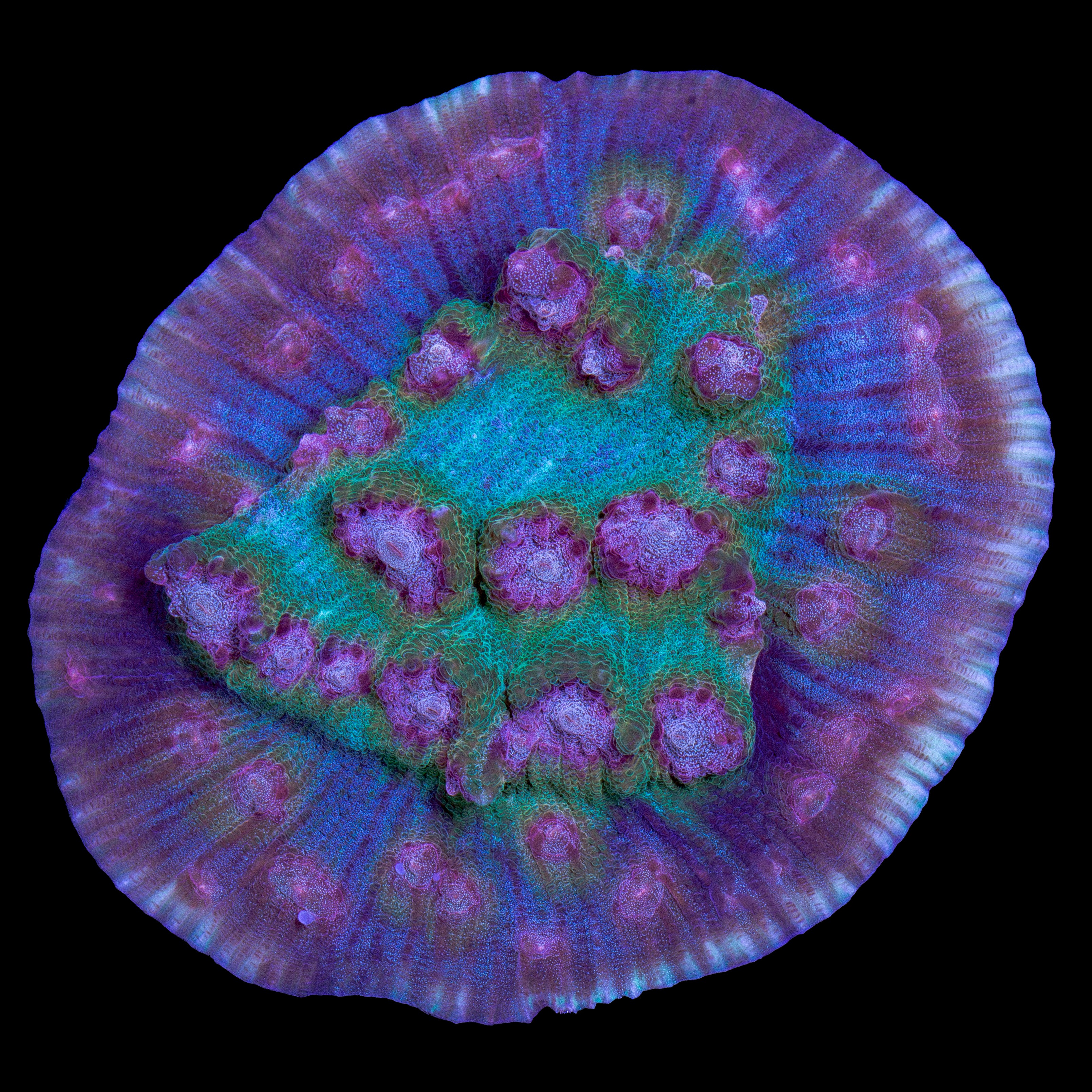 Mycedium elephantotus