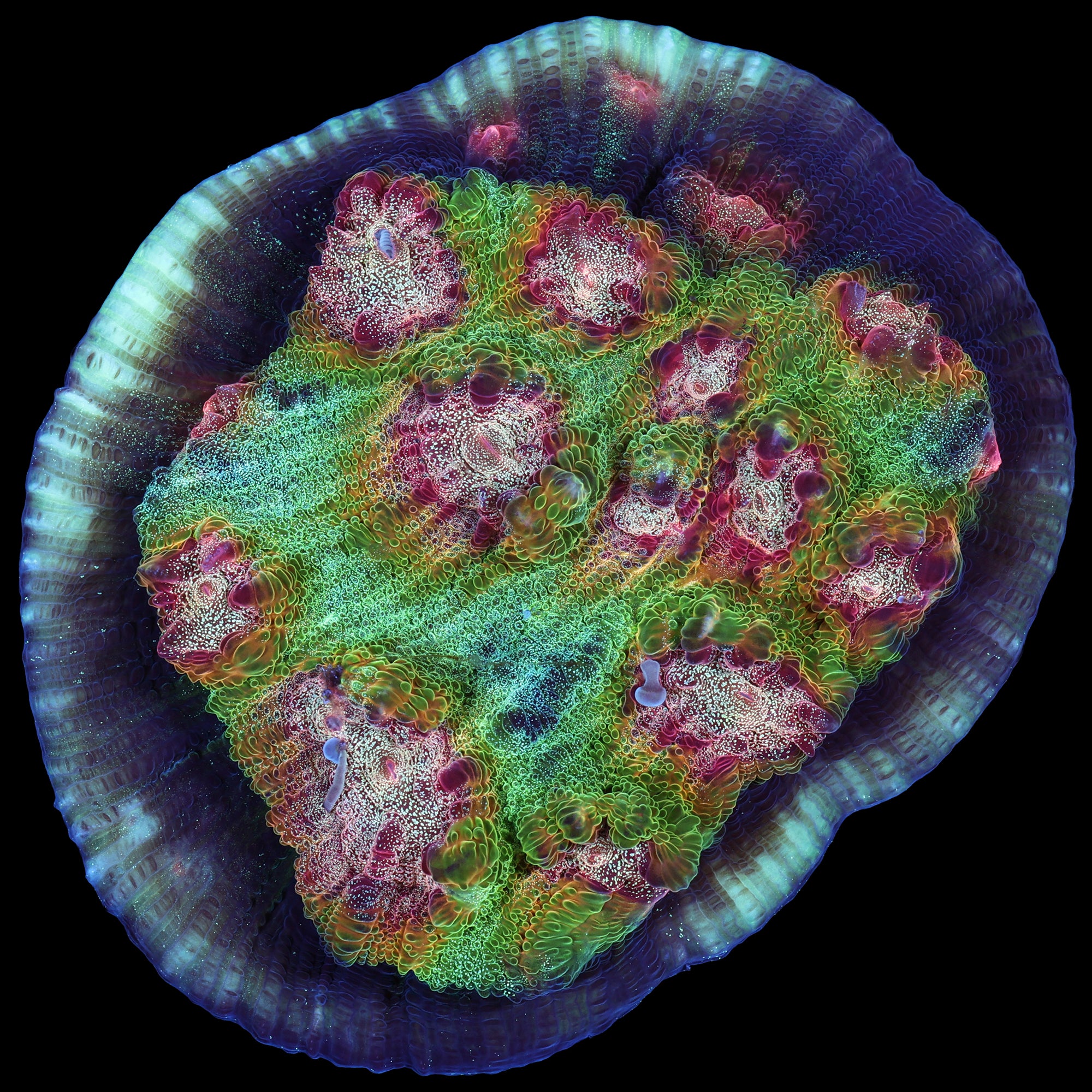 Mycedium elephantotus