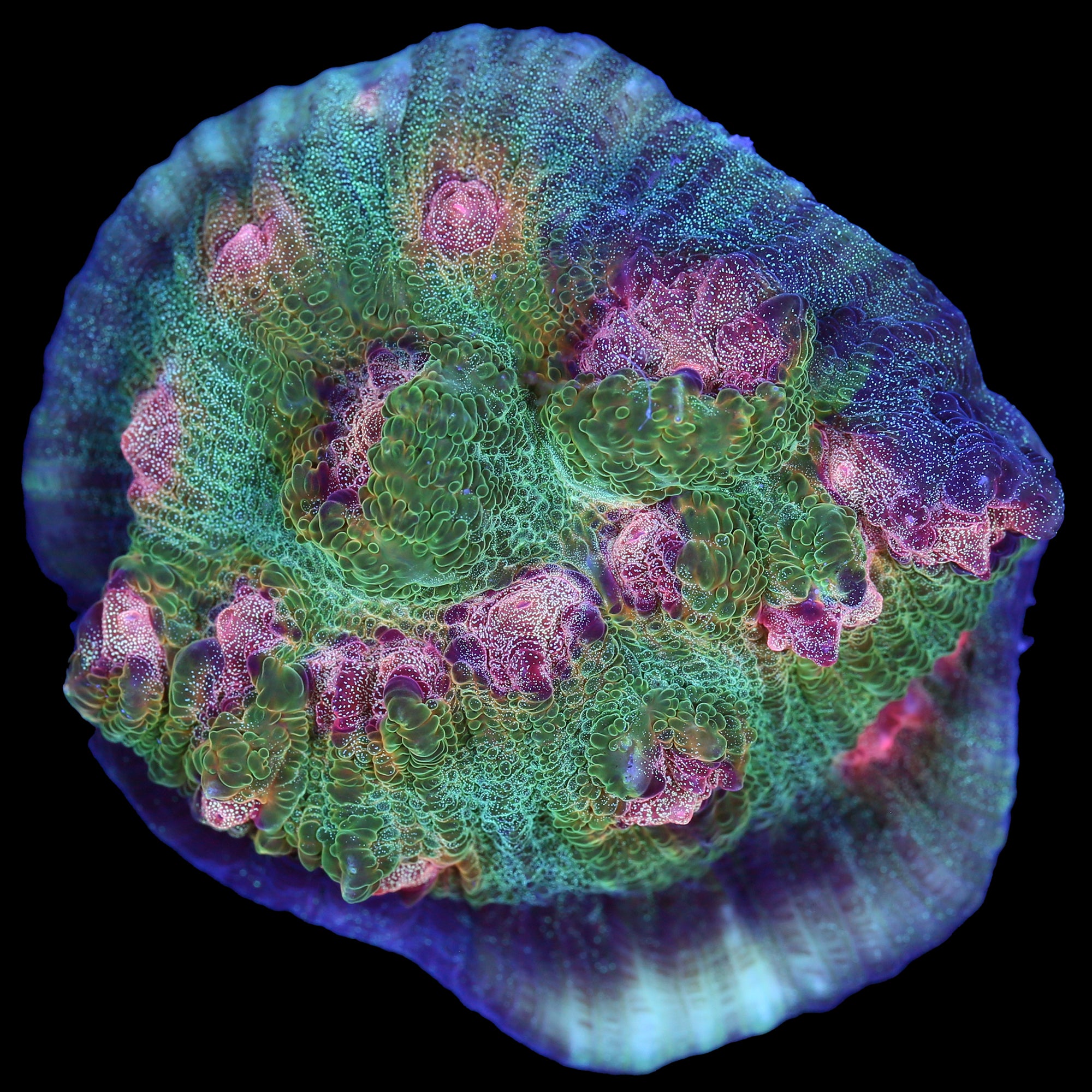 Mindbender Mycedium Coral