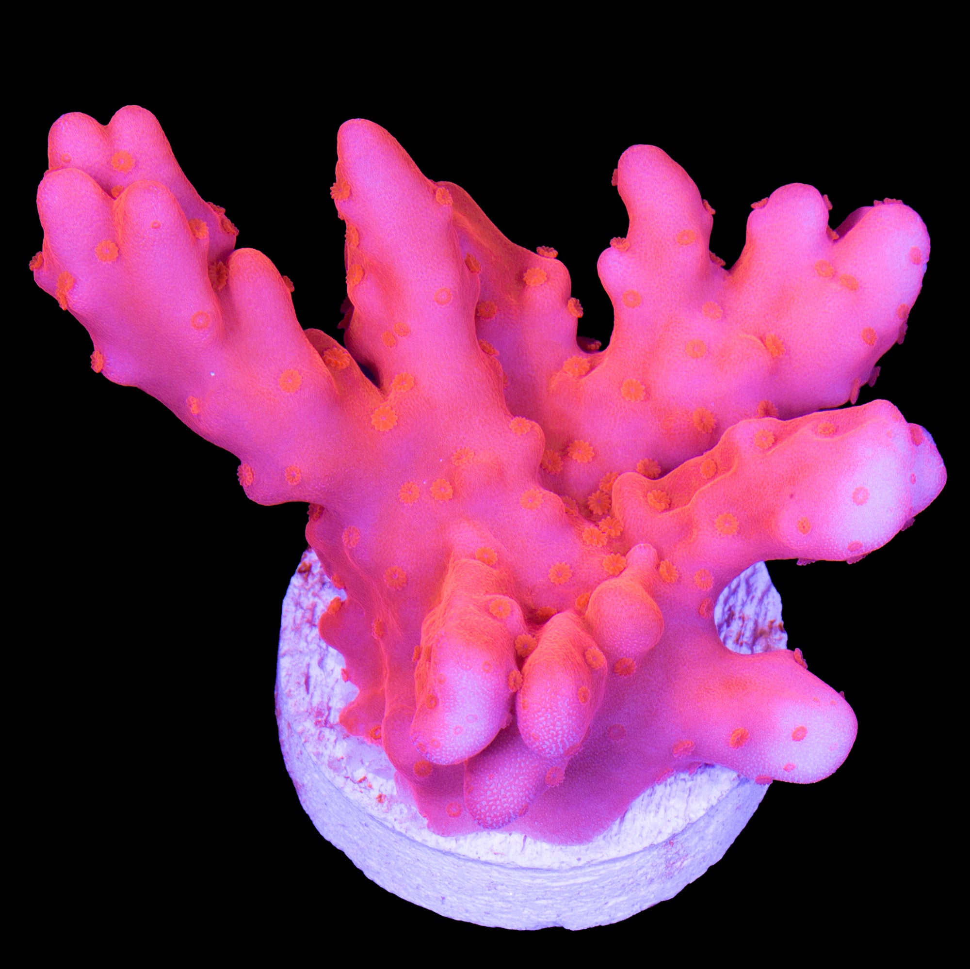 Montipora Setosa Coral - Chunky Frag