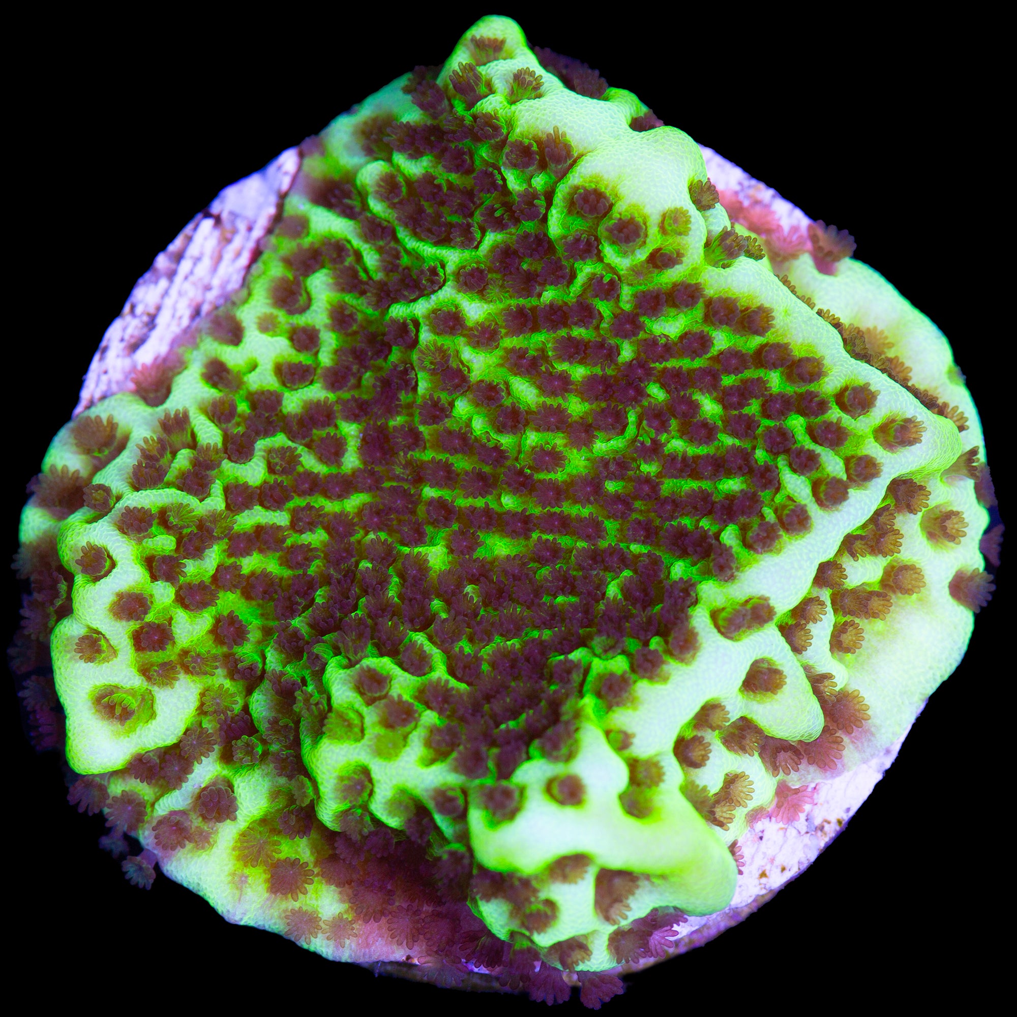 Montipora spongodes