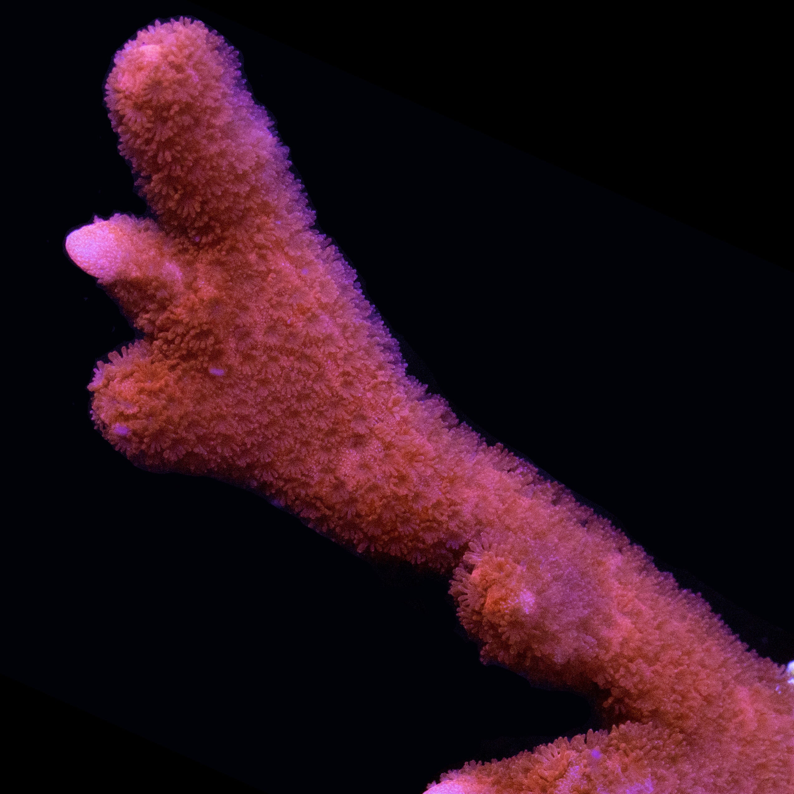 Montipora digitata