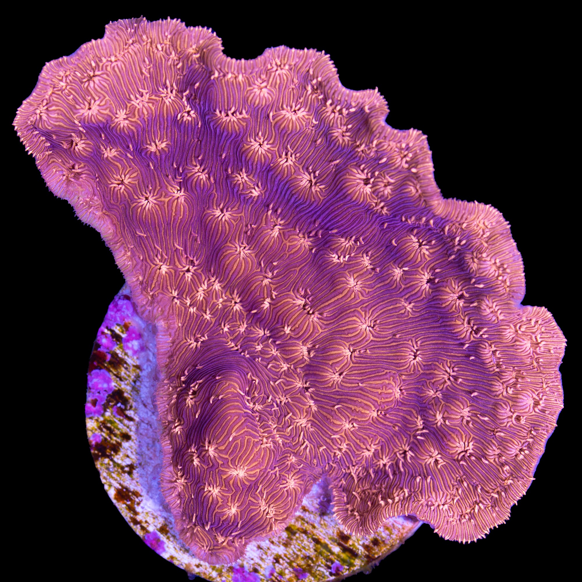 Pavona cactus
