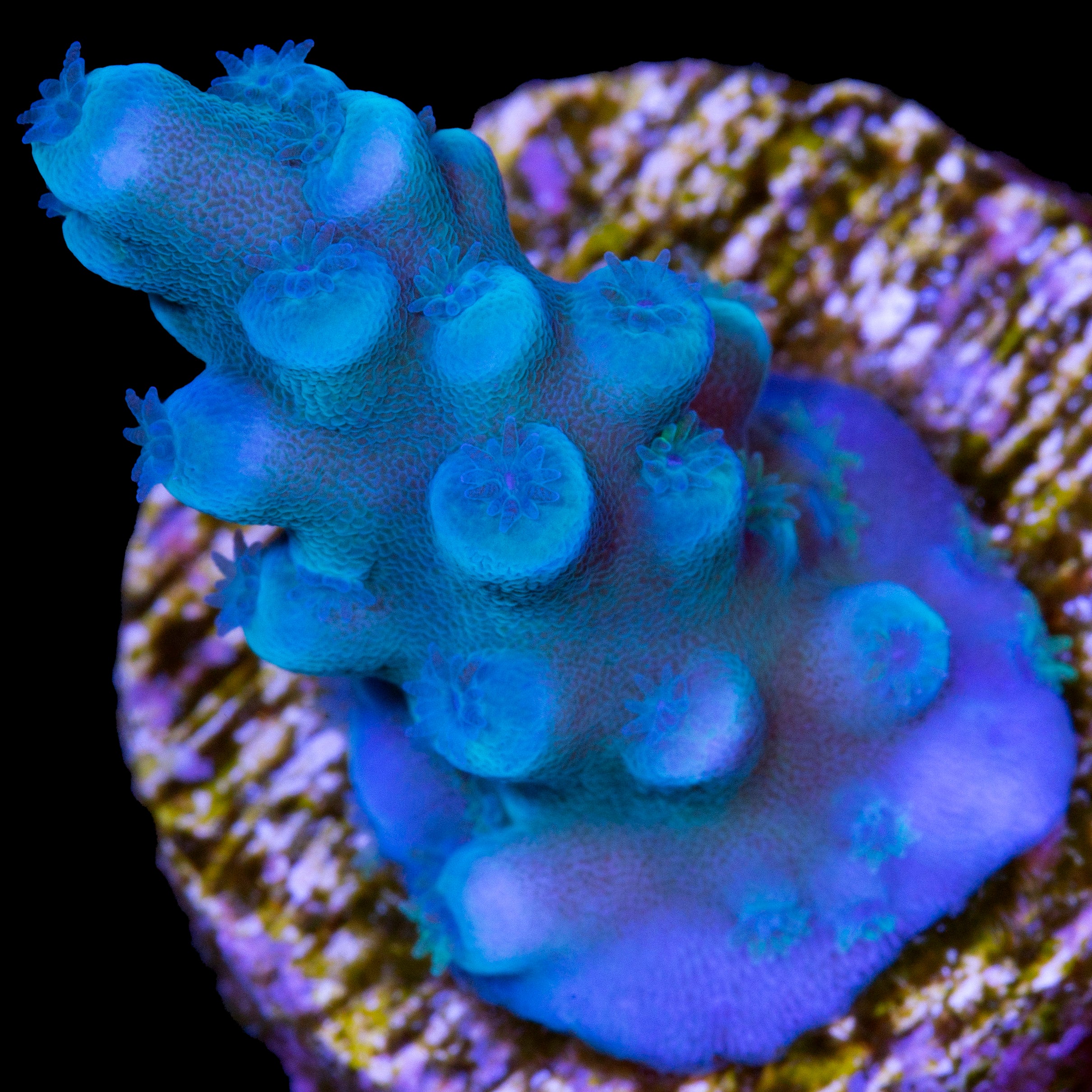 Acropora selago