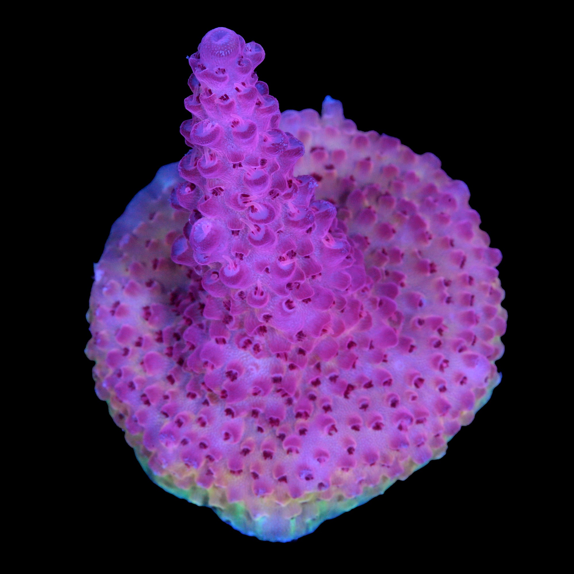 Pink Ink Acropora Coral