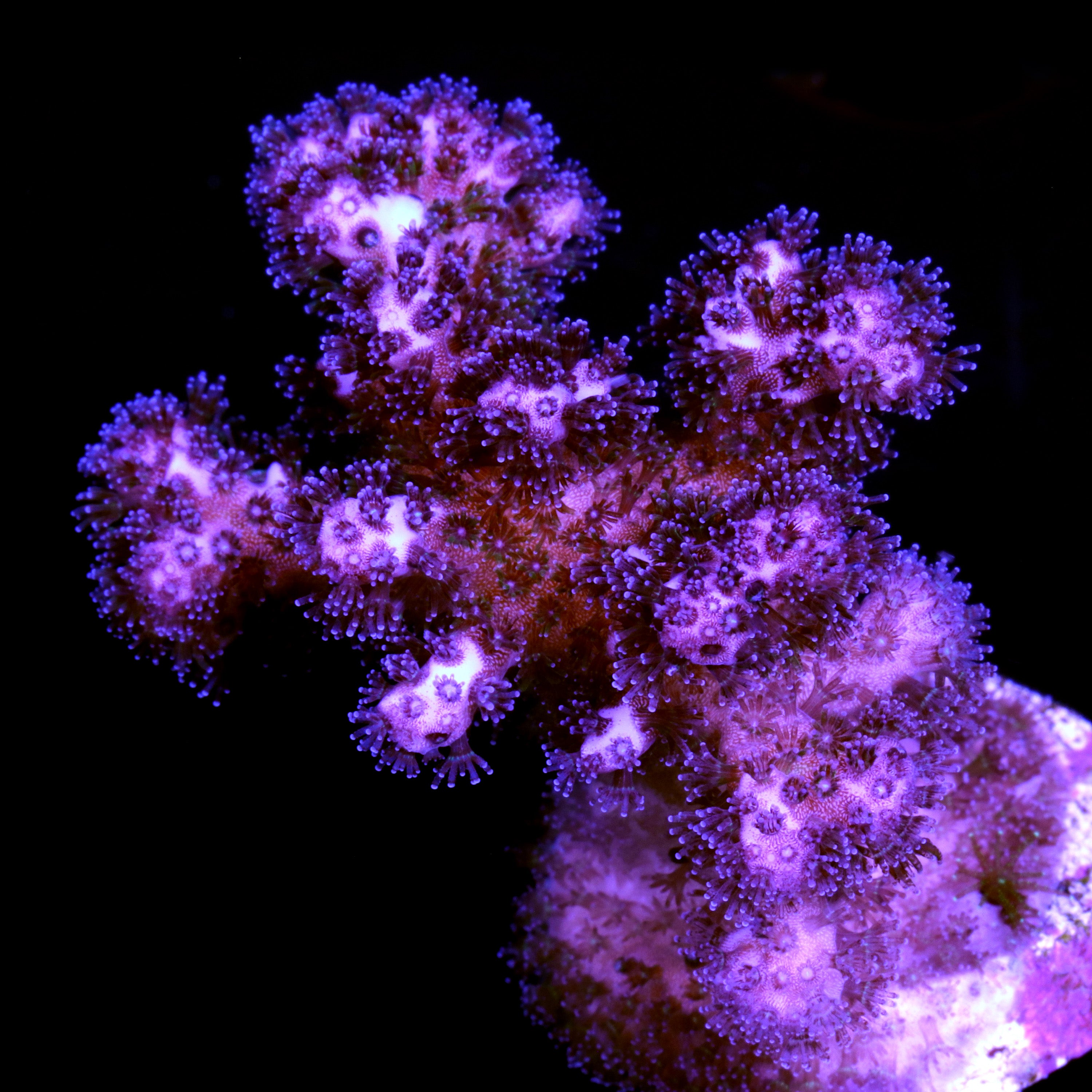 Pocillopora