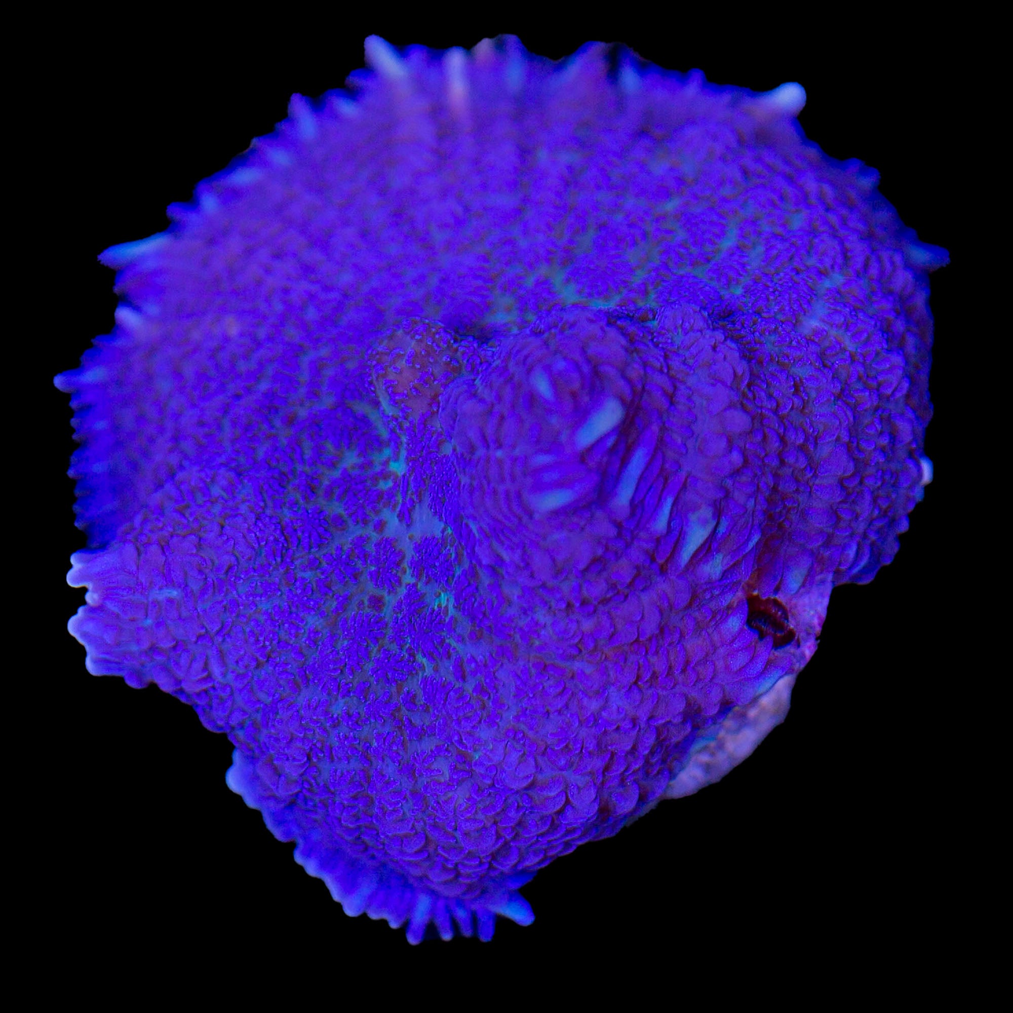 Rhodactis inchoata