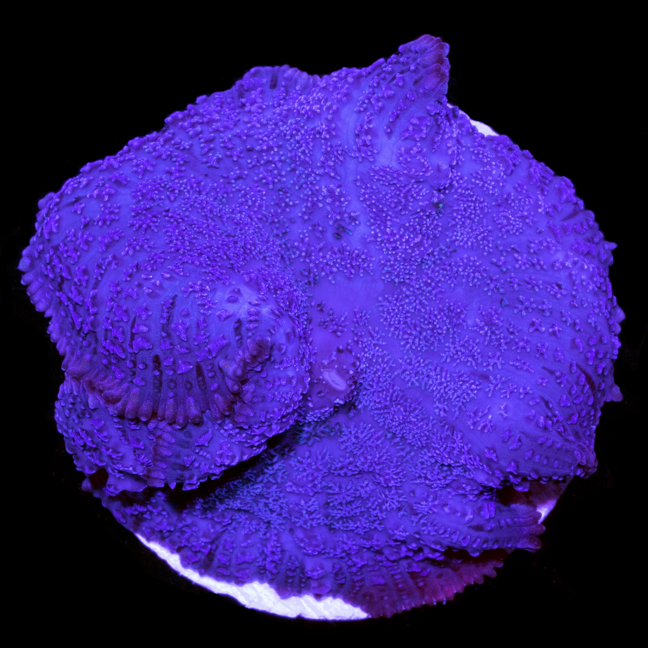 Rhodactis osculifera