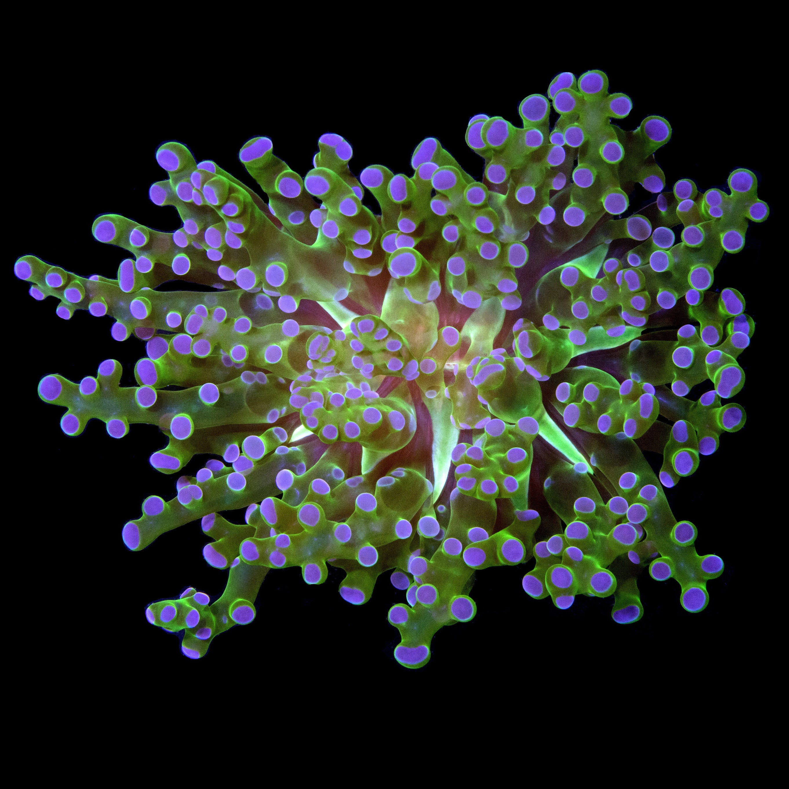 Euphyllia divisa