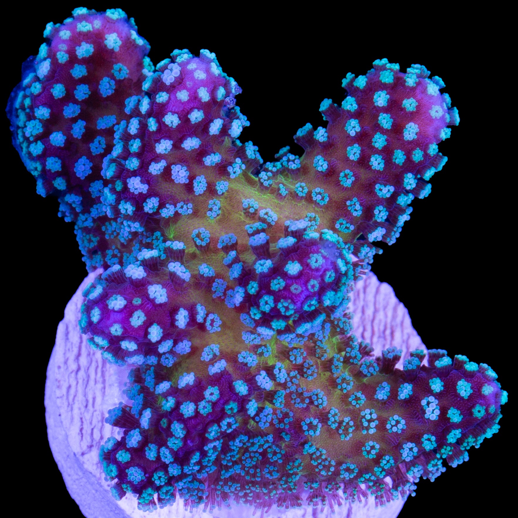 Stylophora pistillata