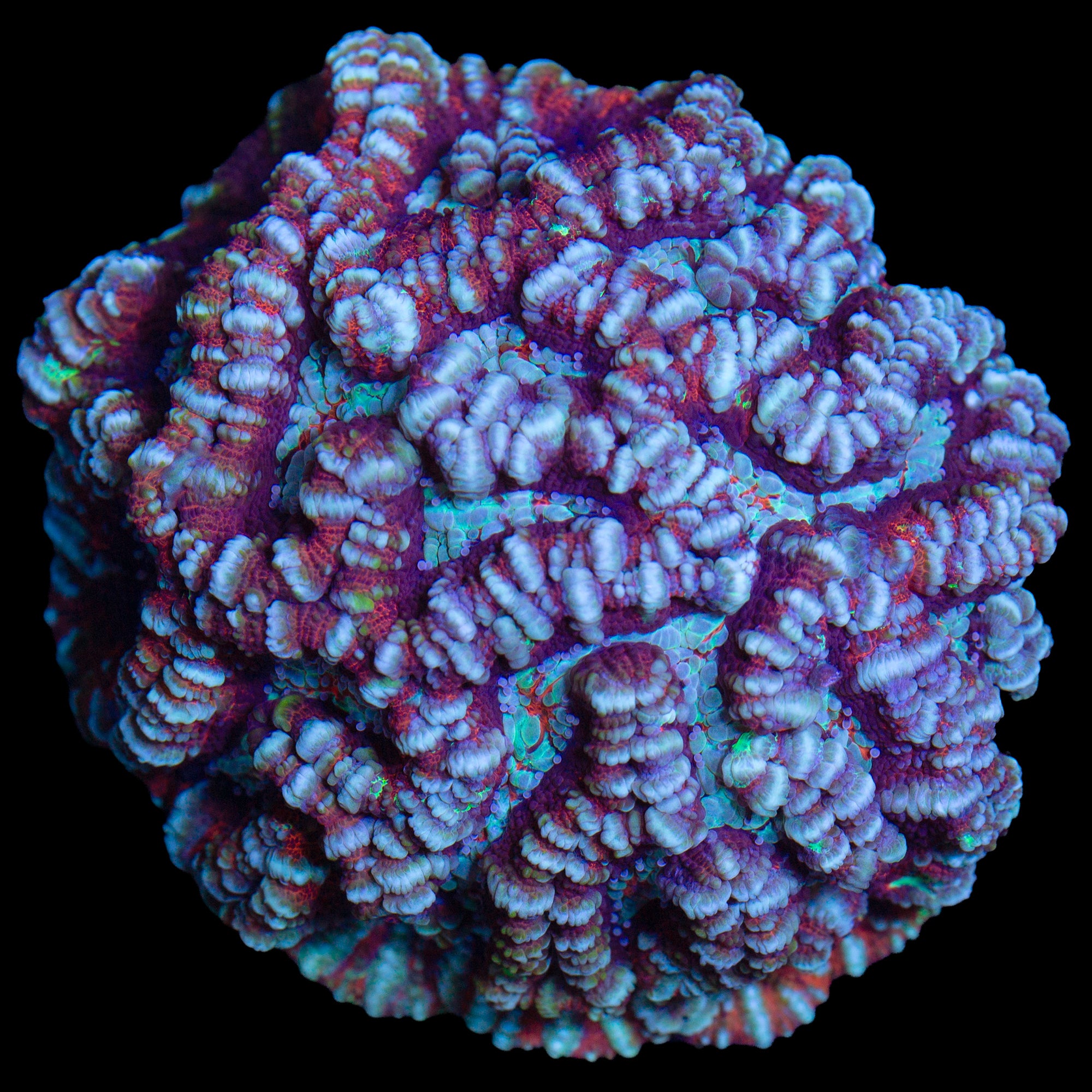 Lobophyllia radians