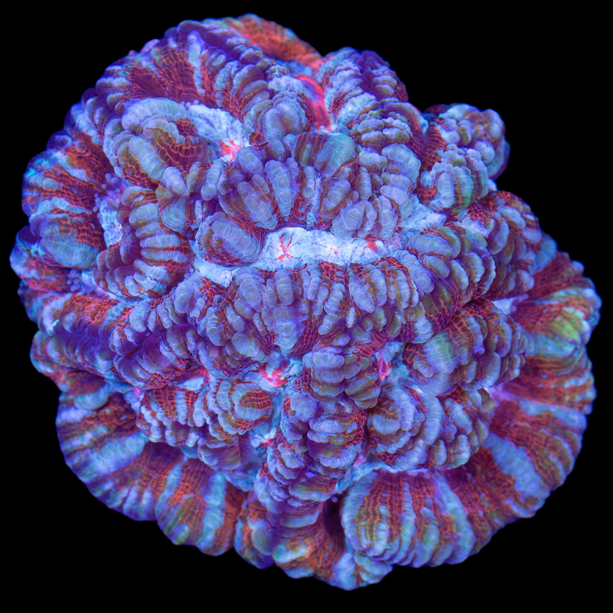 Lobophyllia radians