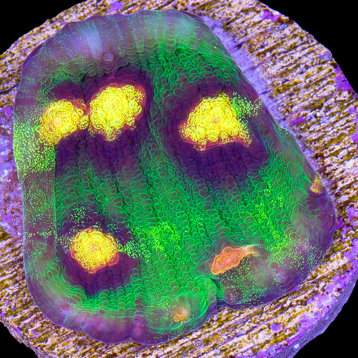 Mycedium elephantotus