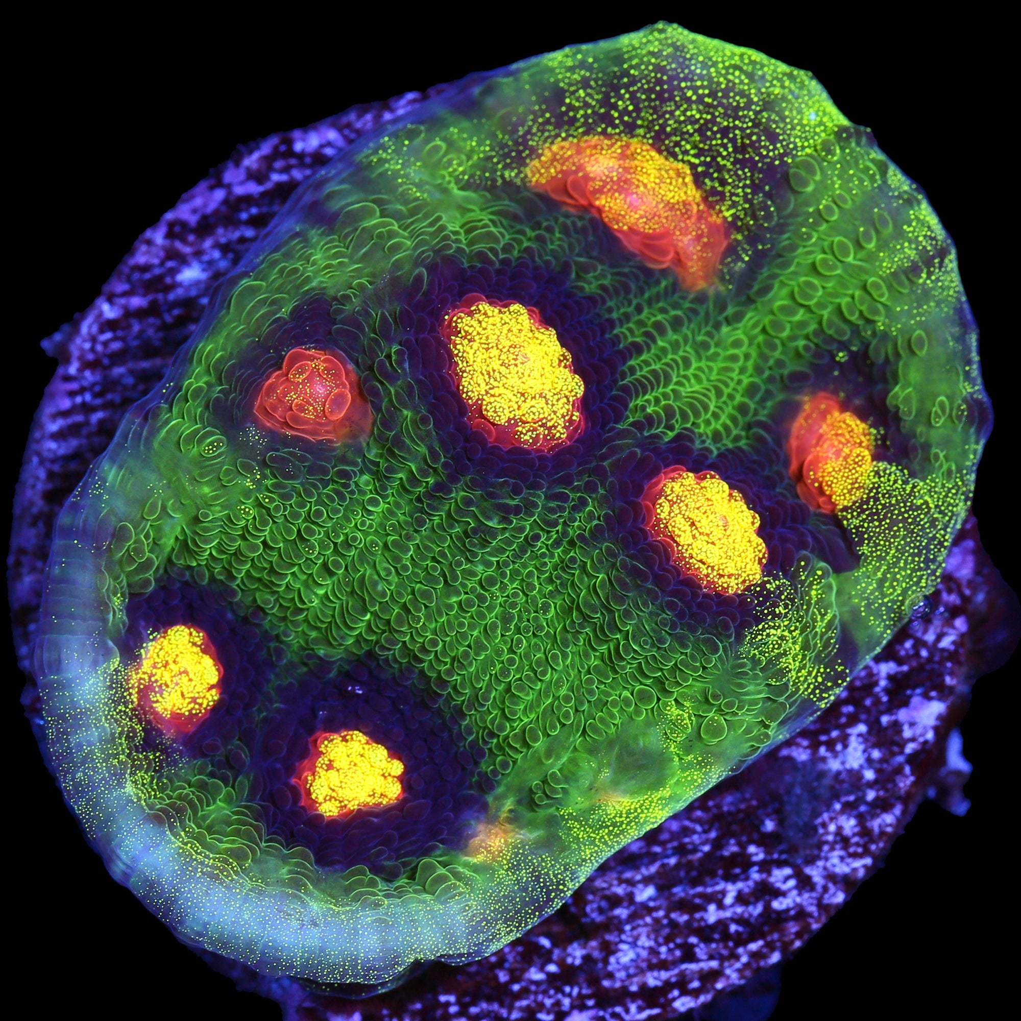 Raja Rampage Mycedium Coral