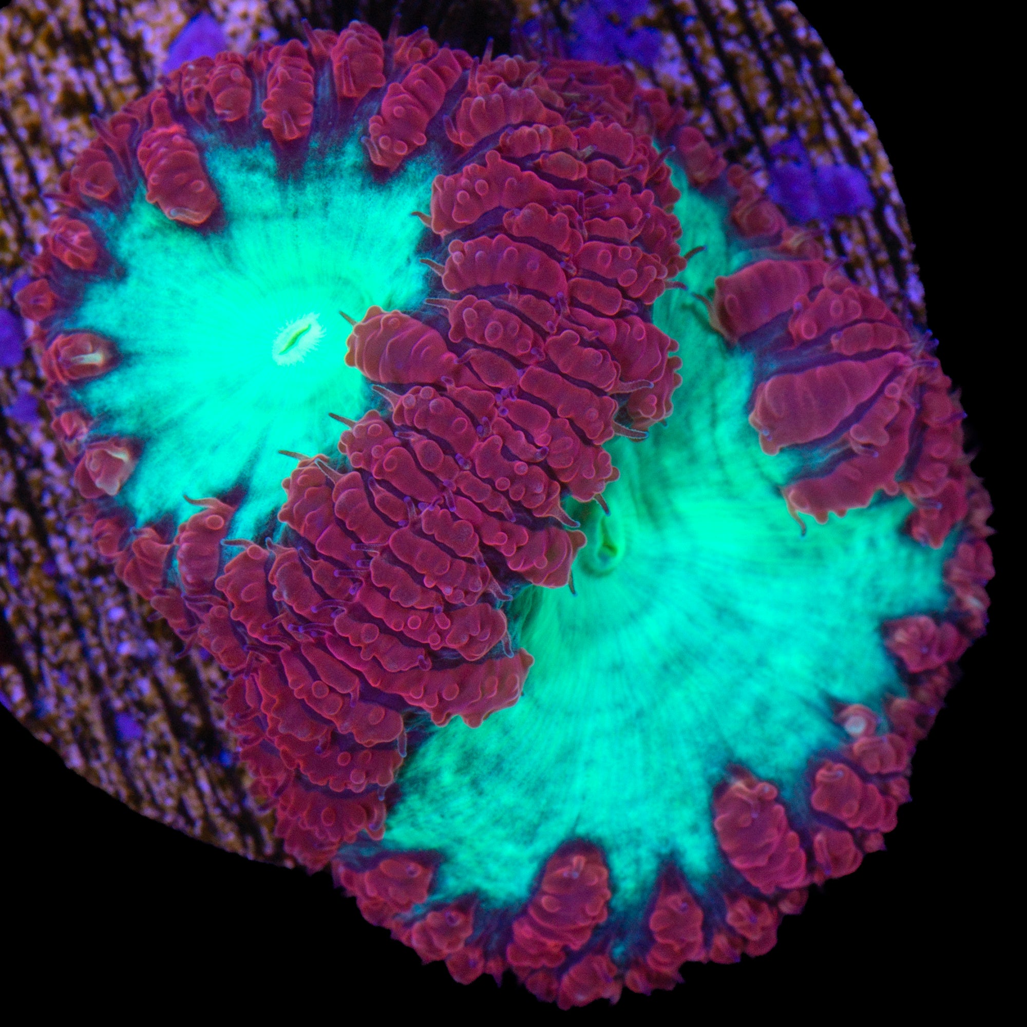 Blastomussa wellsi